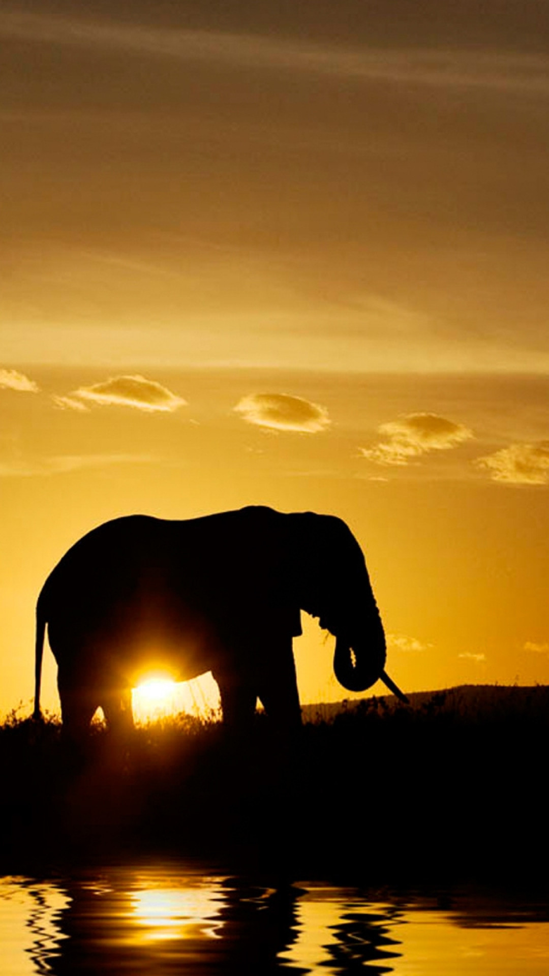 1080x1920  Wallpaper elephants, sunset, nature, silhouette