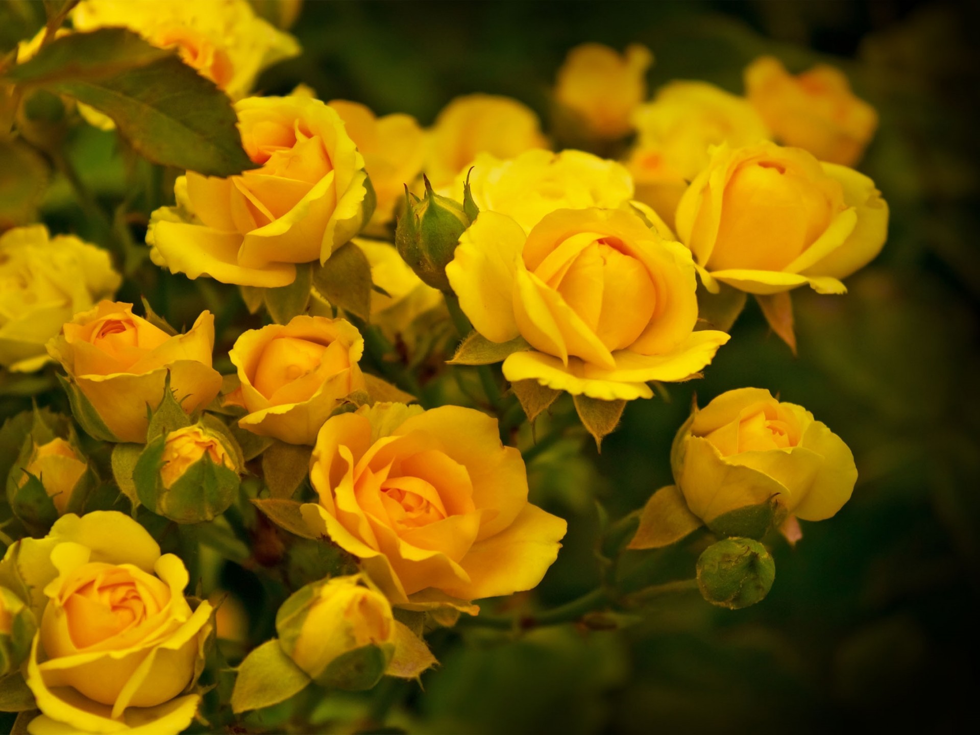 1920x1440 Beautiful Yellow Rose HD Wallpaper 35 - 1920 X 1440