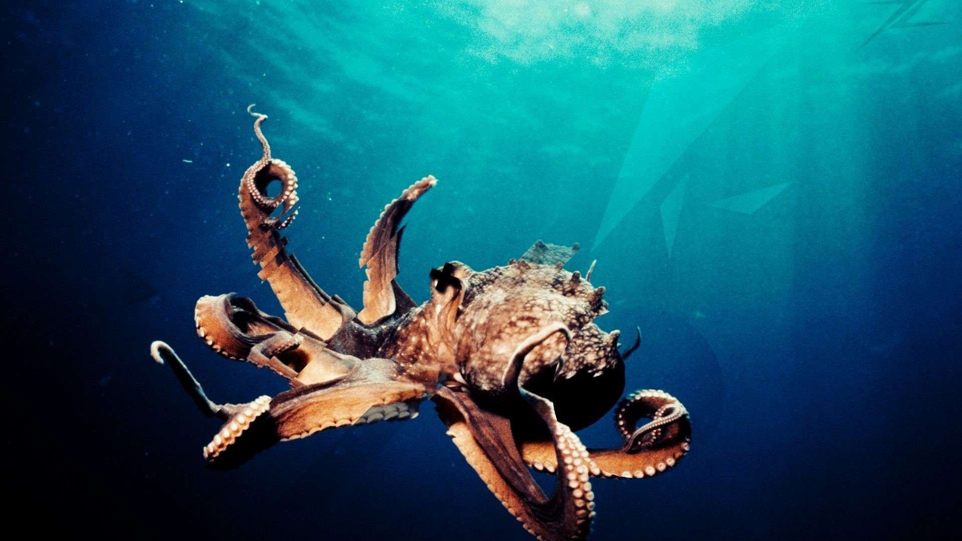 1920x1080 #006688 Color - Ocean Underwater Sea Sealife Octopus Photo Salmon Fish for  HD 16: