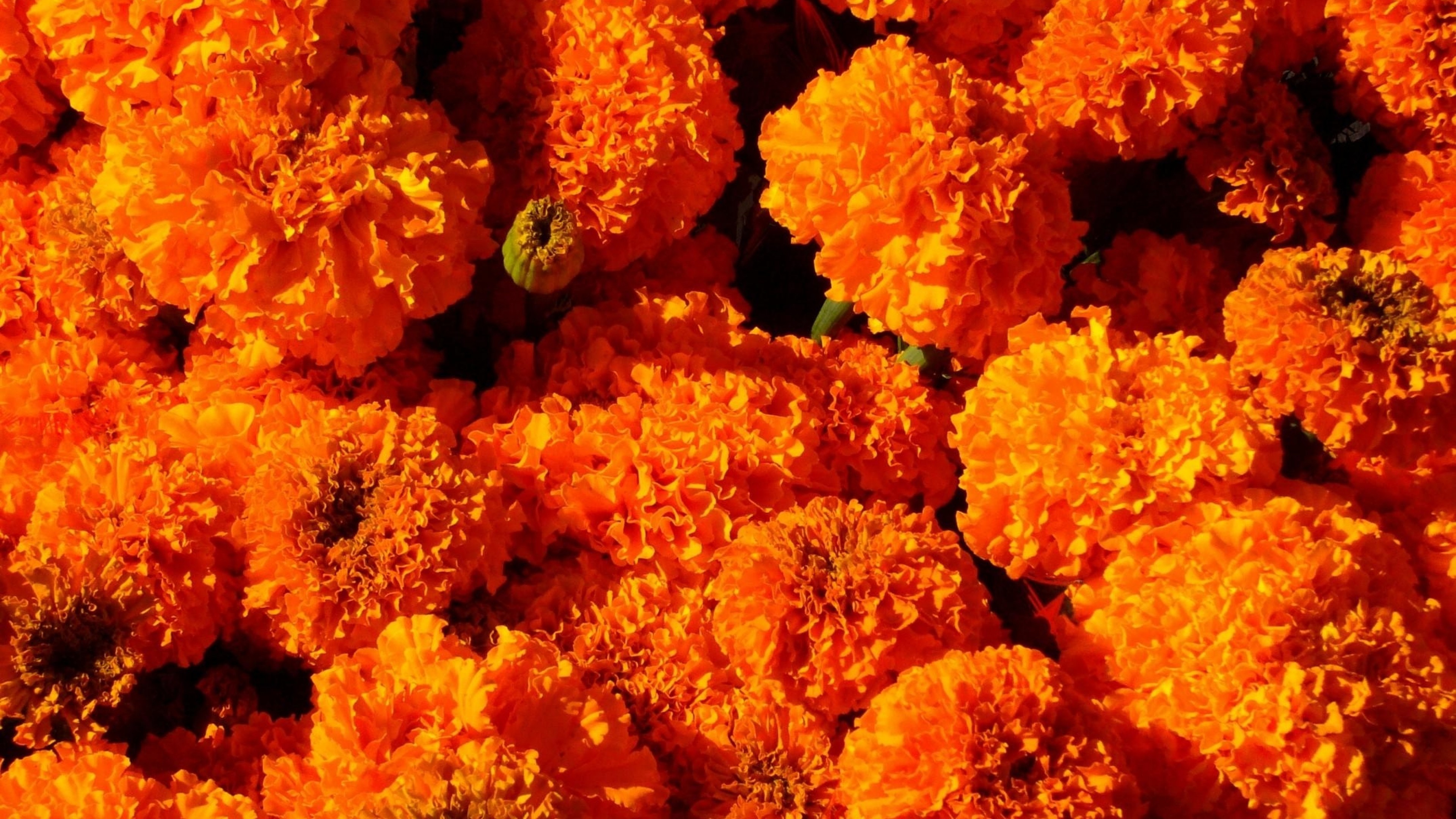 3840x2160  Wallpaper velvet, flowers, bright, orange, sunny