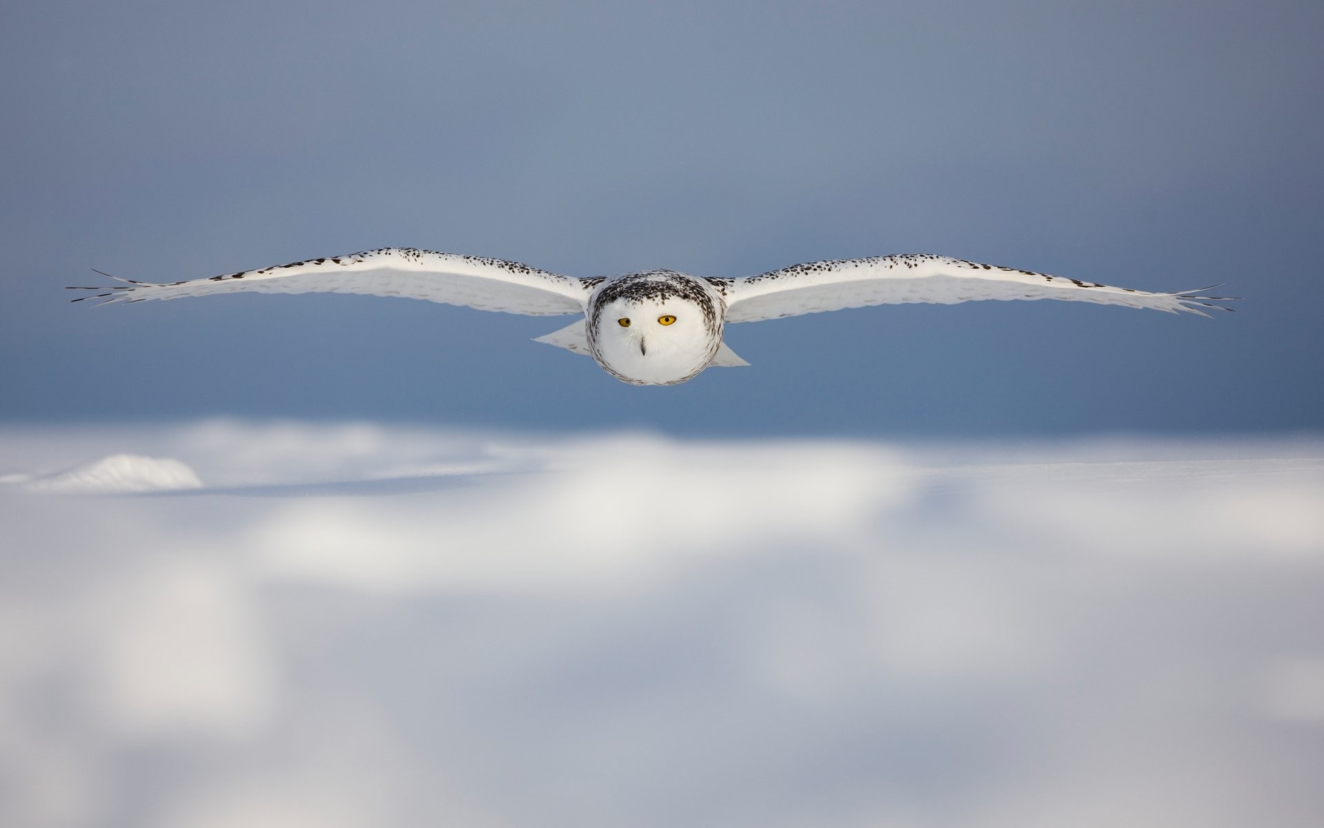 1920x1200 HD Wallpaper | Background ID:102753.  Animal Snowy Owl