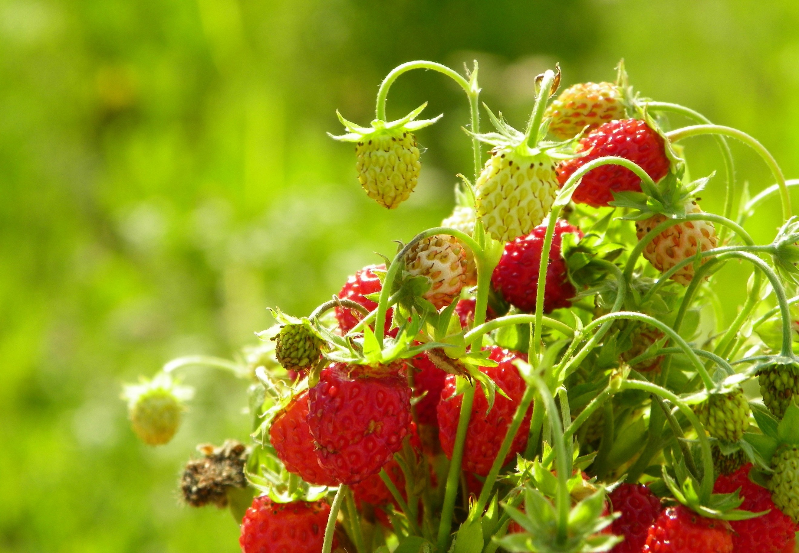 2640x1829 Wallpapers for Desktop: strawberry wallpaper - strawberry category