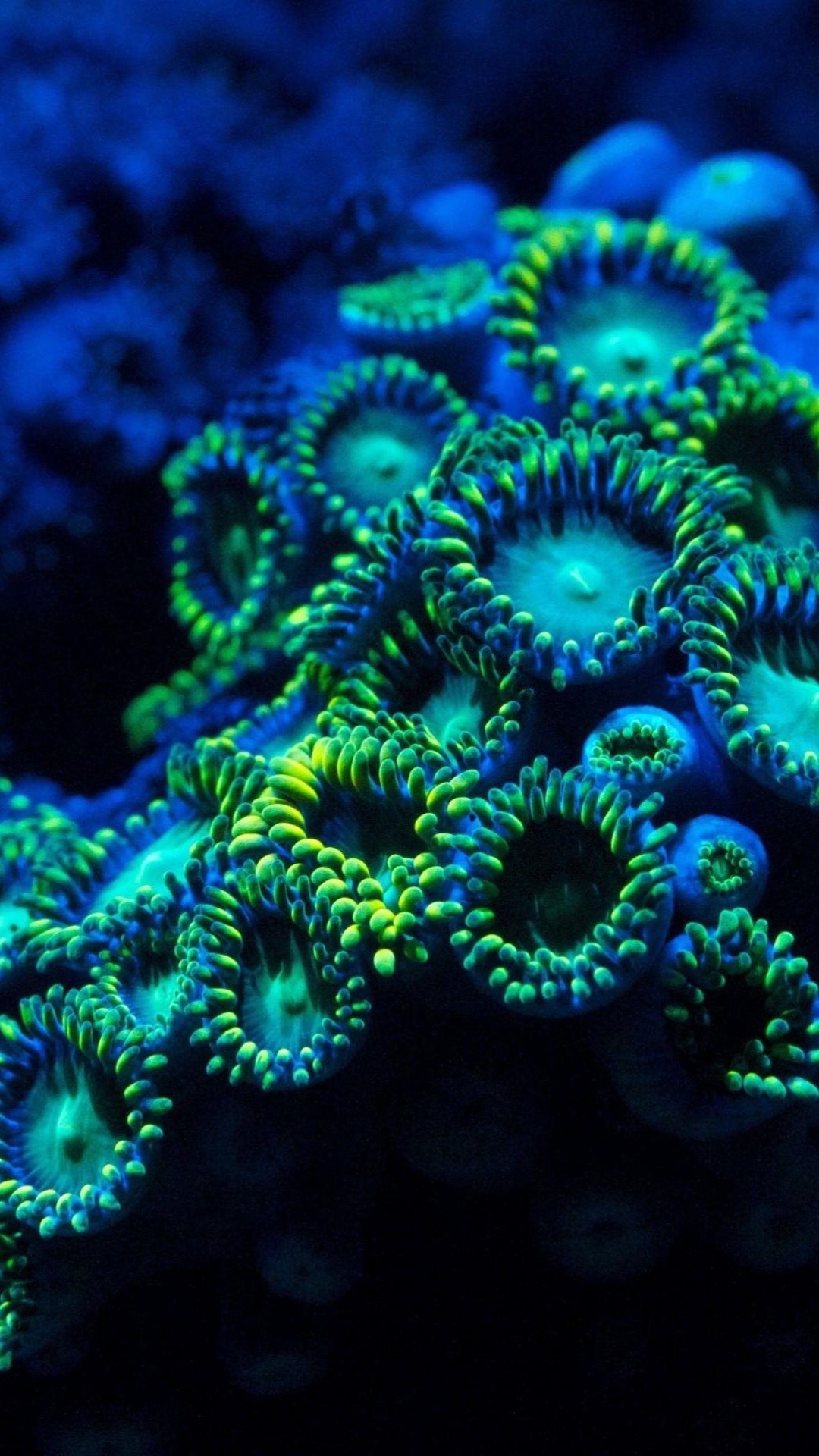 1080x1920 Blue Underwater Zoanthids Coral Reef Android Wallpaper ...
