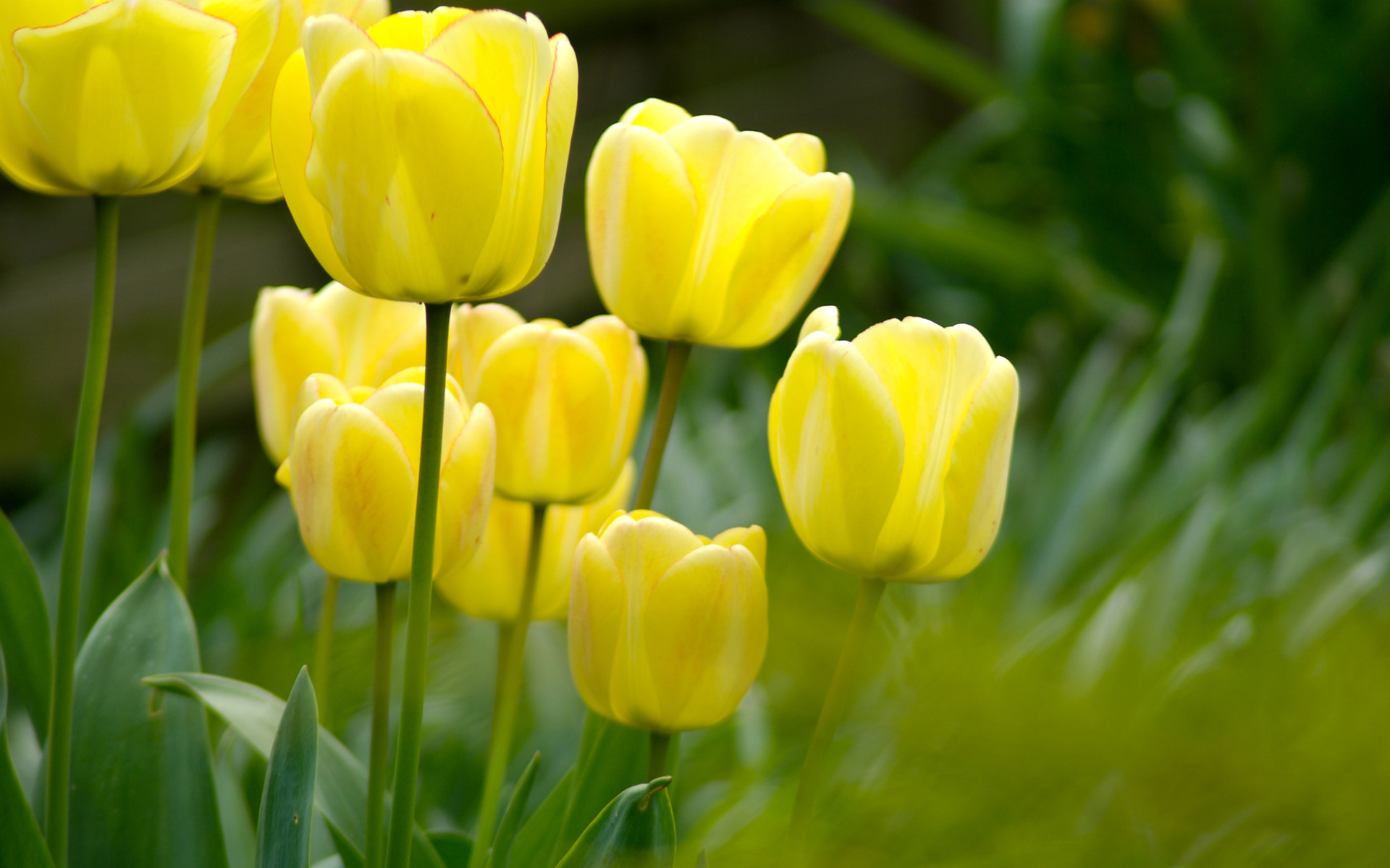 Tulips Flowers Wallpapers  Wallpaper Cave