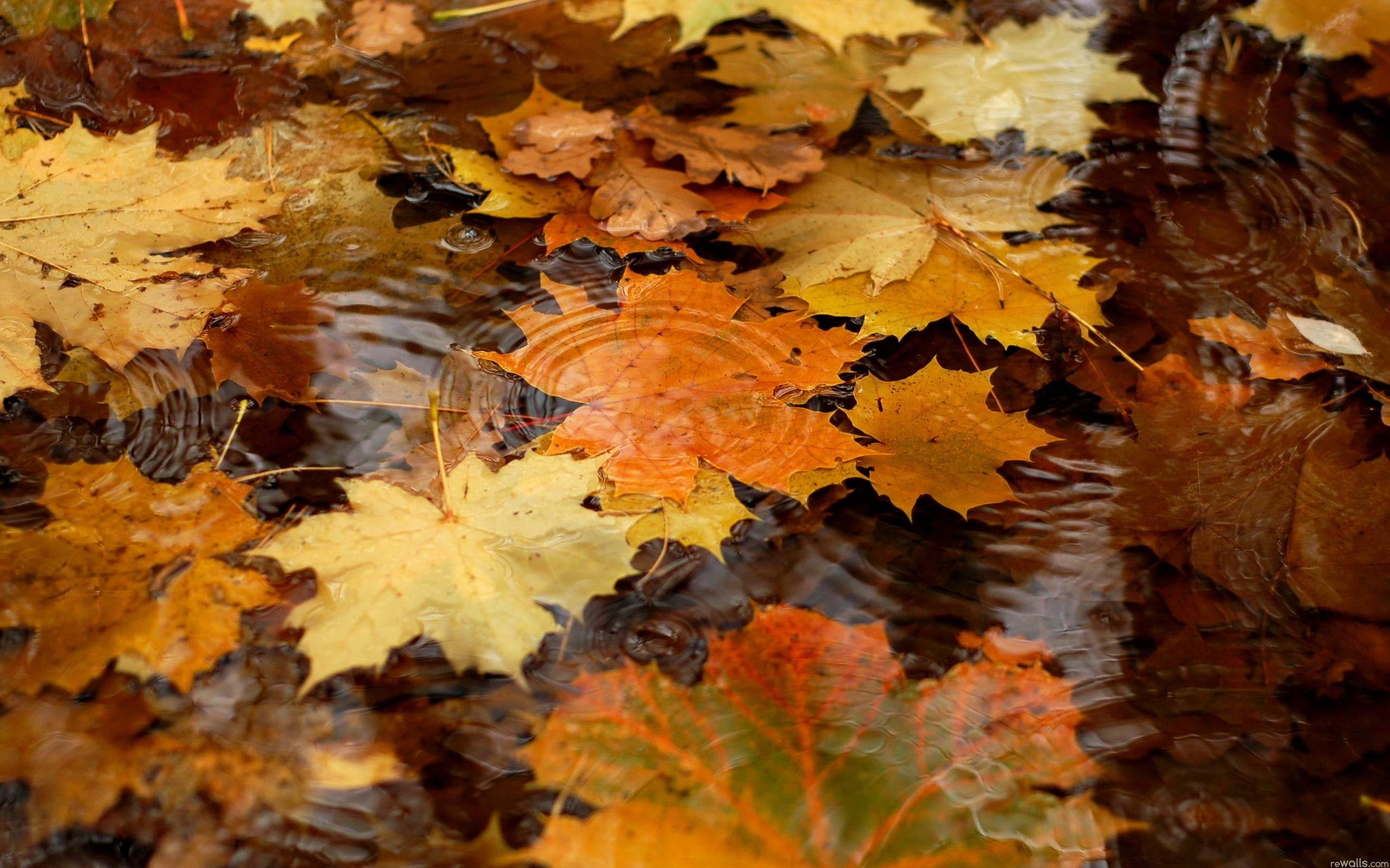 2560x1600  Water Autumn Wallpapers - HD Wallpapers Inn