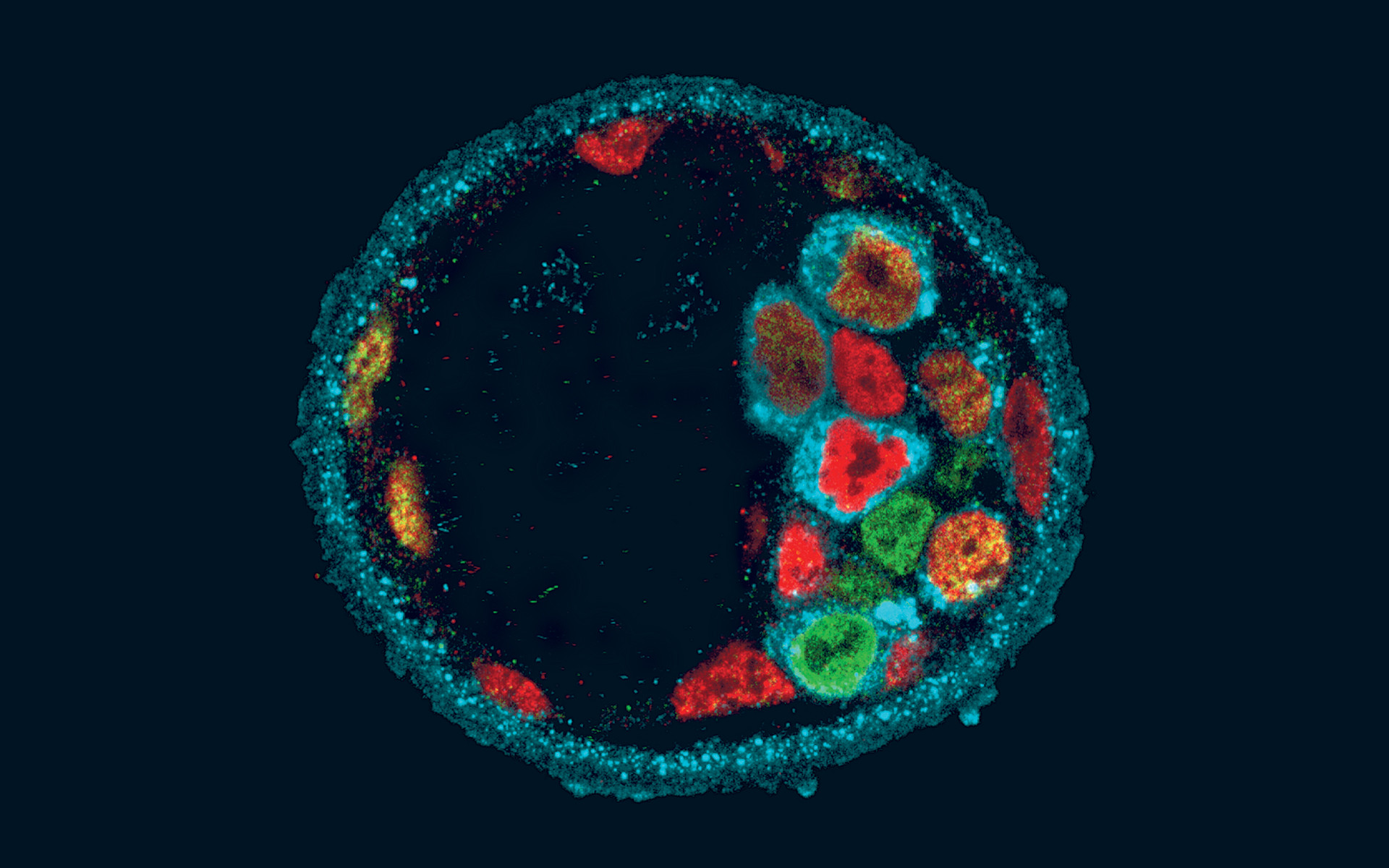 Bio cell. Клетка человека. Цитология. Клеточный биолог. Цитология клетки человека.