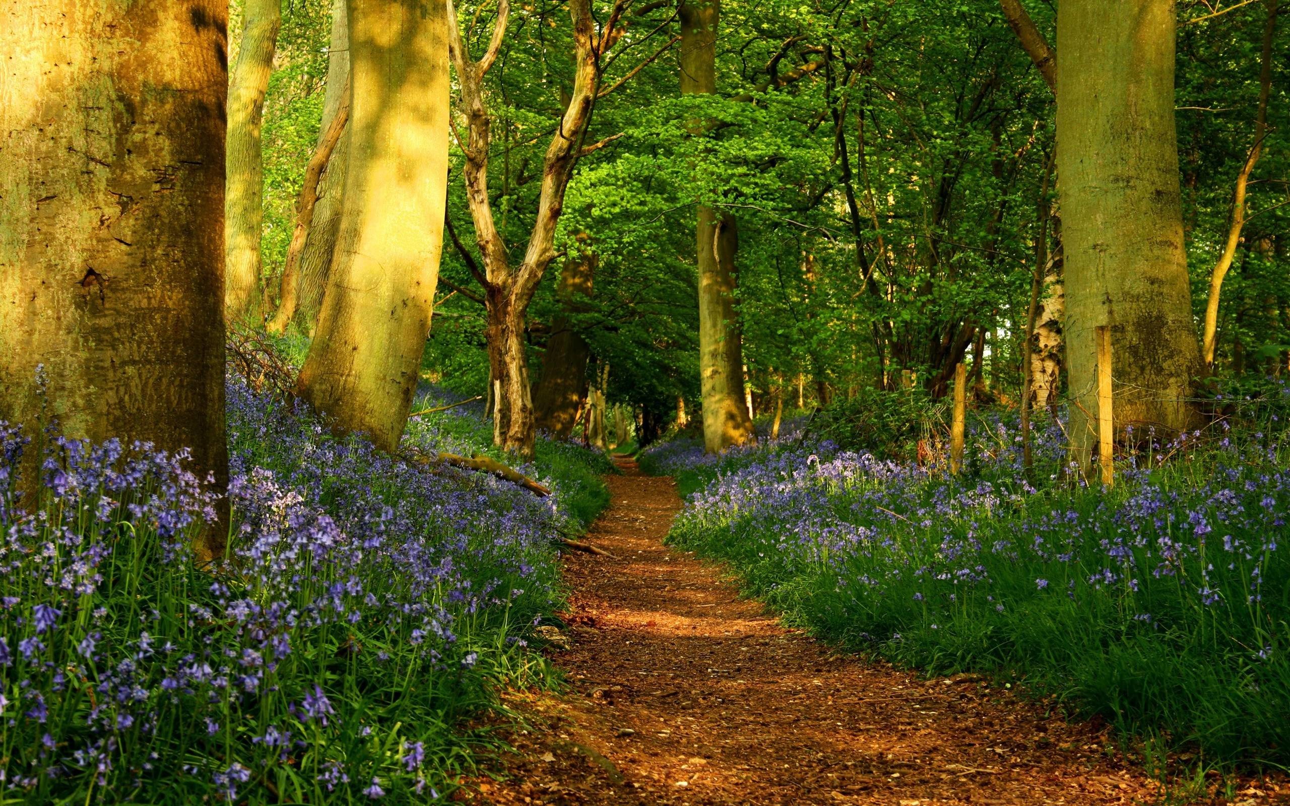 2560x1600 Forest Path | Wallpapers Web