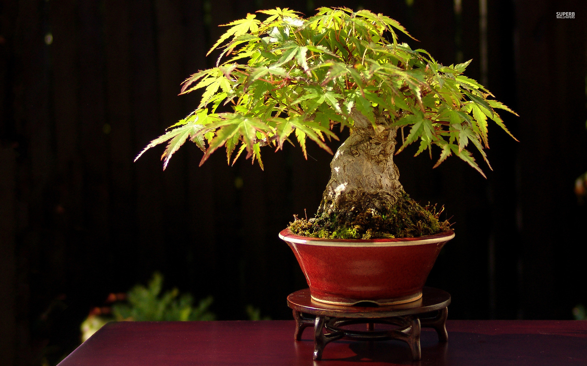 Bonsai Tree Wallpaper (67+ images)