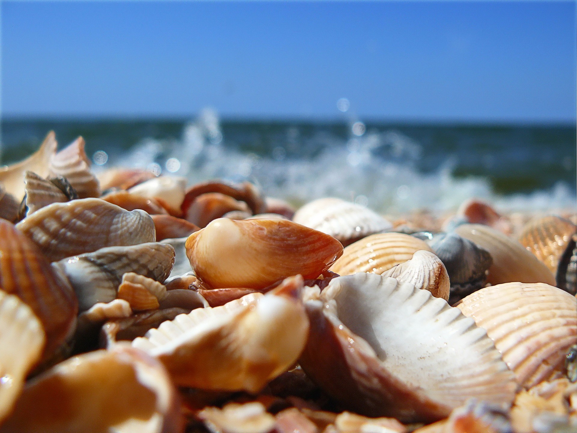 1920x1440 Sea Shells wallpapers and stock photos