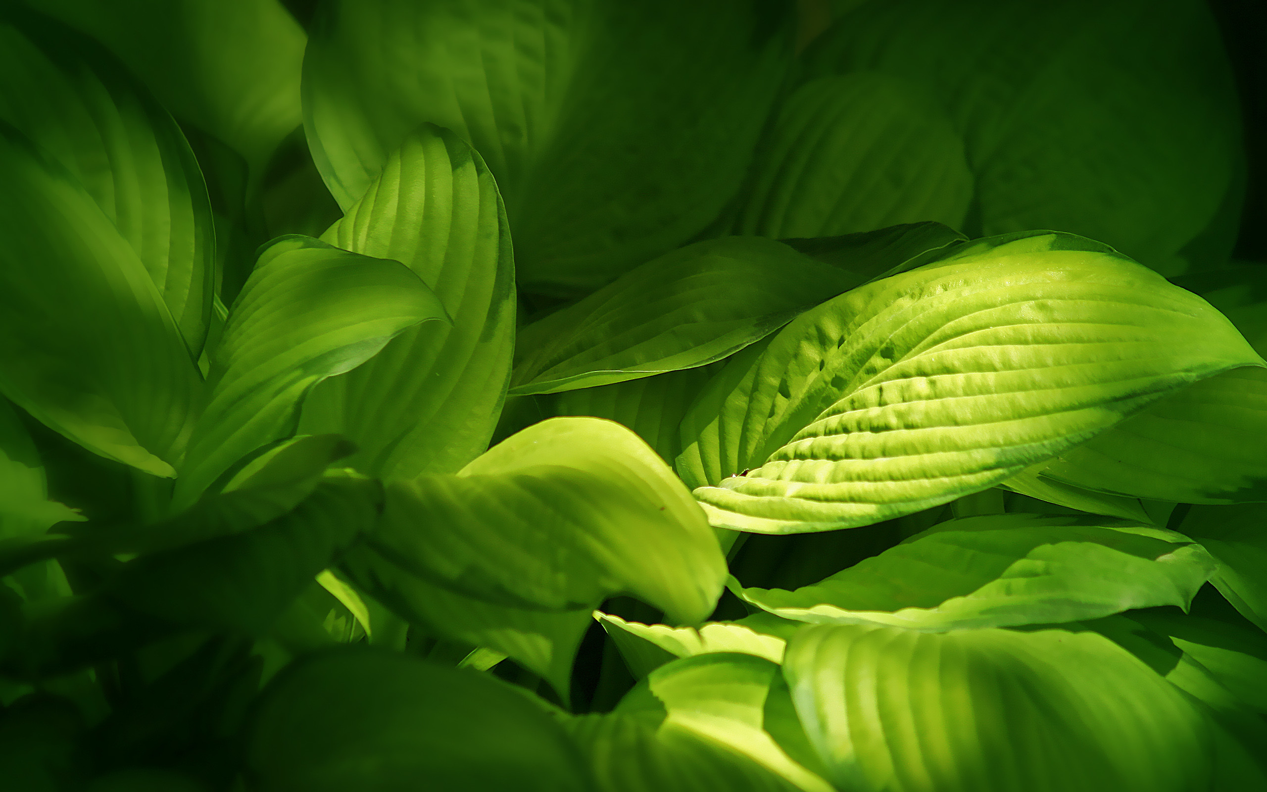 2560x1600 Green-leaves-wallpaper-HD-background