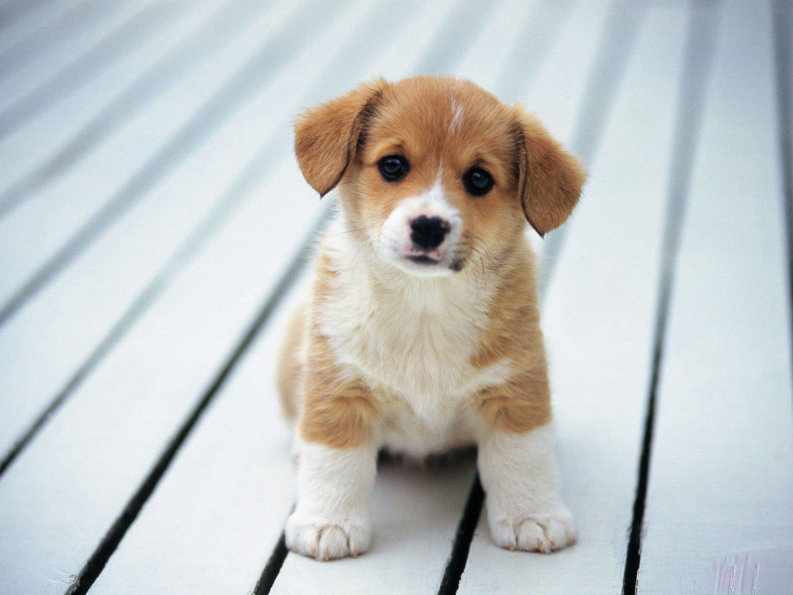 2560x1920 Cute Beagle Puppies Wallpaper | Wallpaper Download