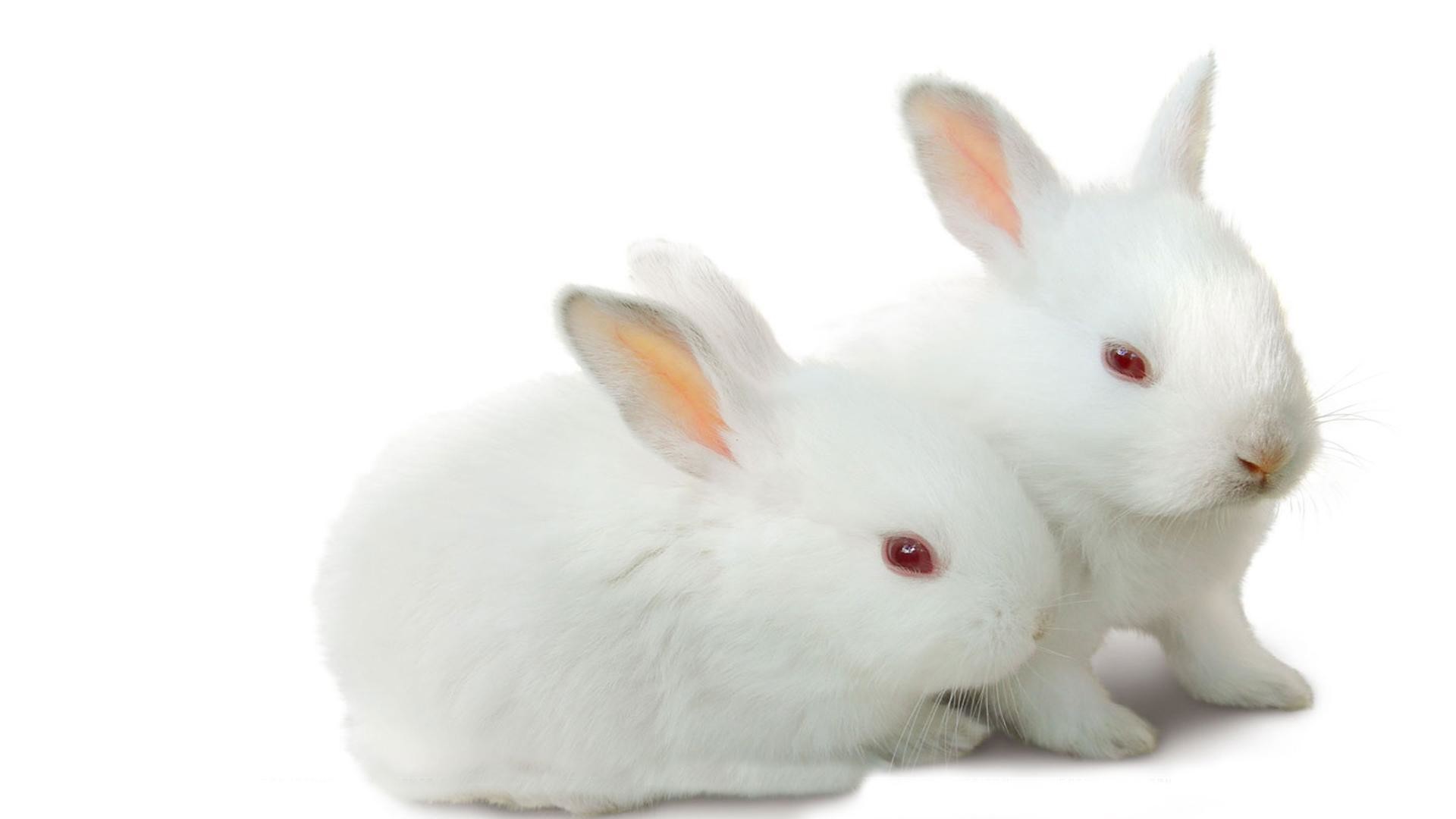 1920x1080 Cute Rabbits [hd1080p]