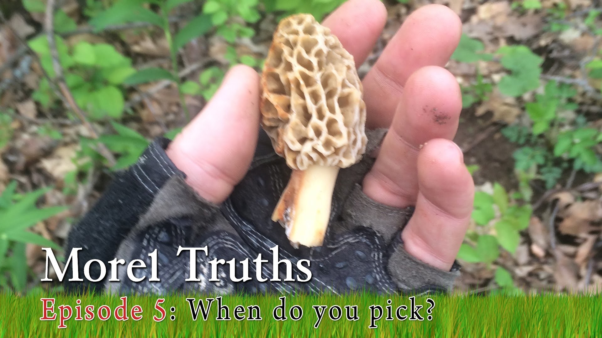 1920x1080 When should I pick Morel Mushrooms? - Morel Truths: Episode 5