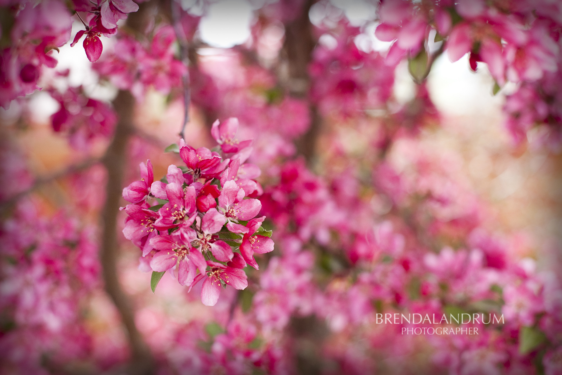 1920x1280 Bright Pink Blooming Tree Free Wallpaper for Desktop created by Brenda .