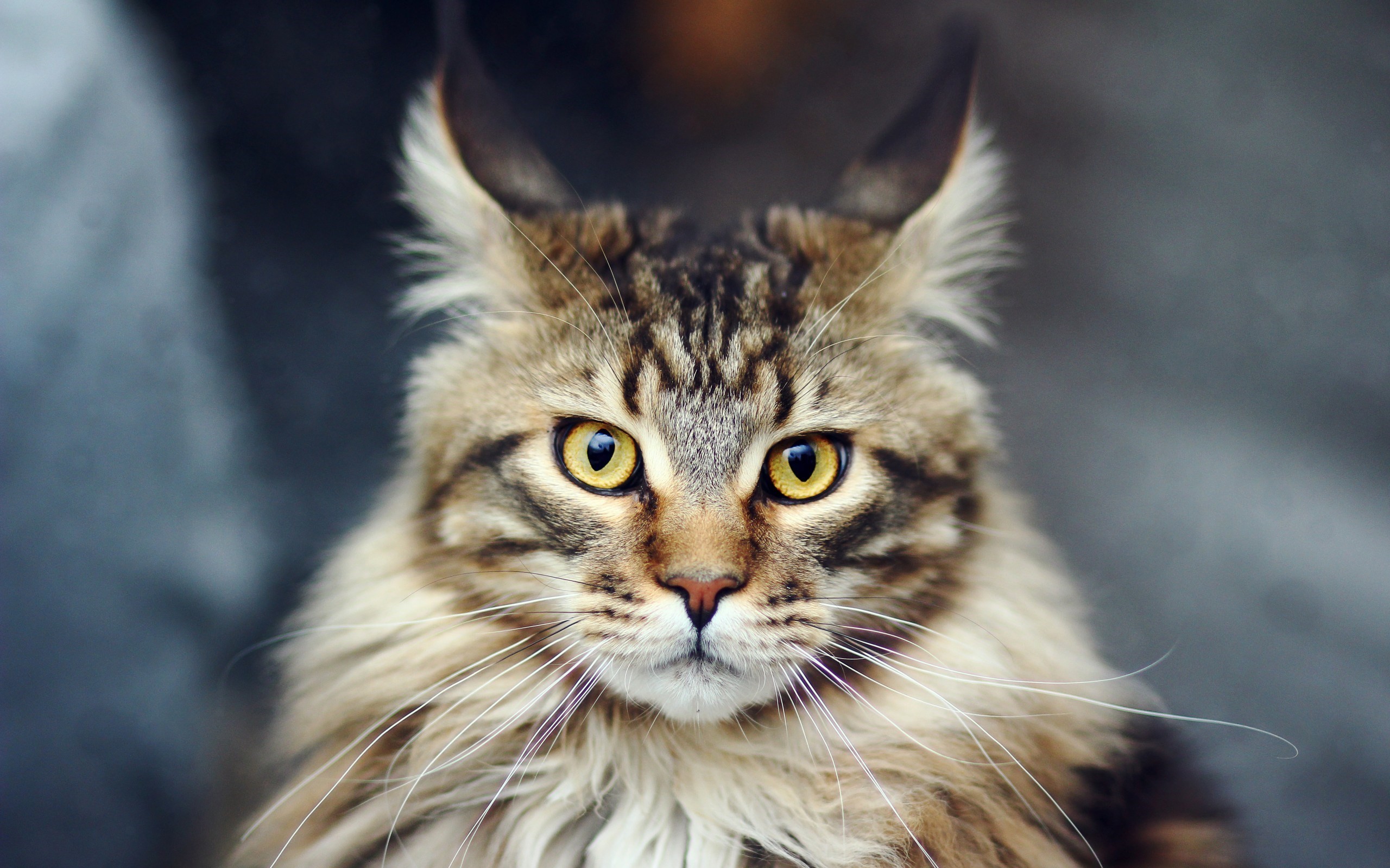 2560x1600 HD wallpapers Maine Coon