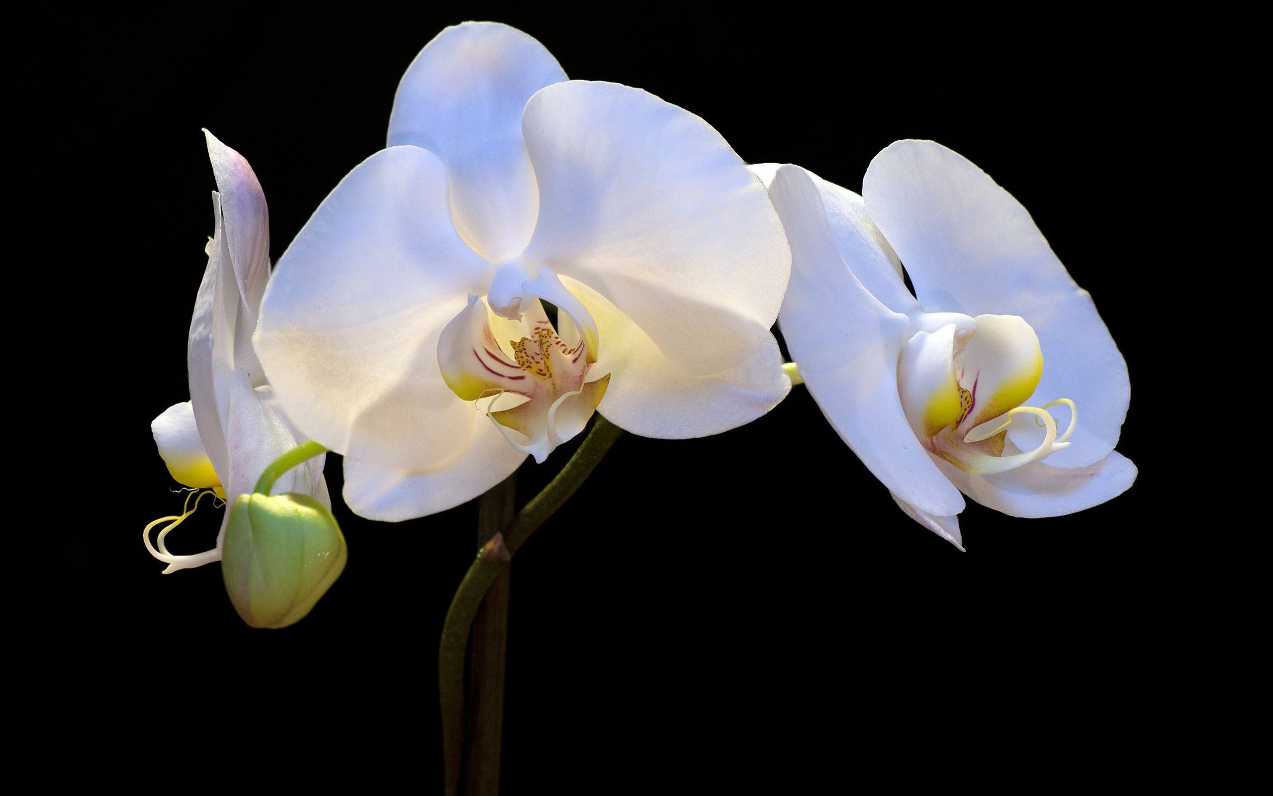 2560x1600 White Orchid Background