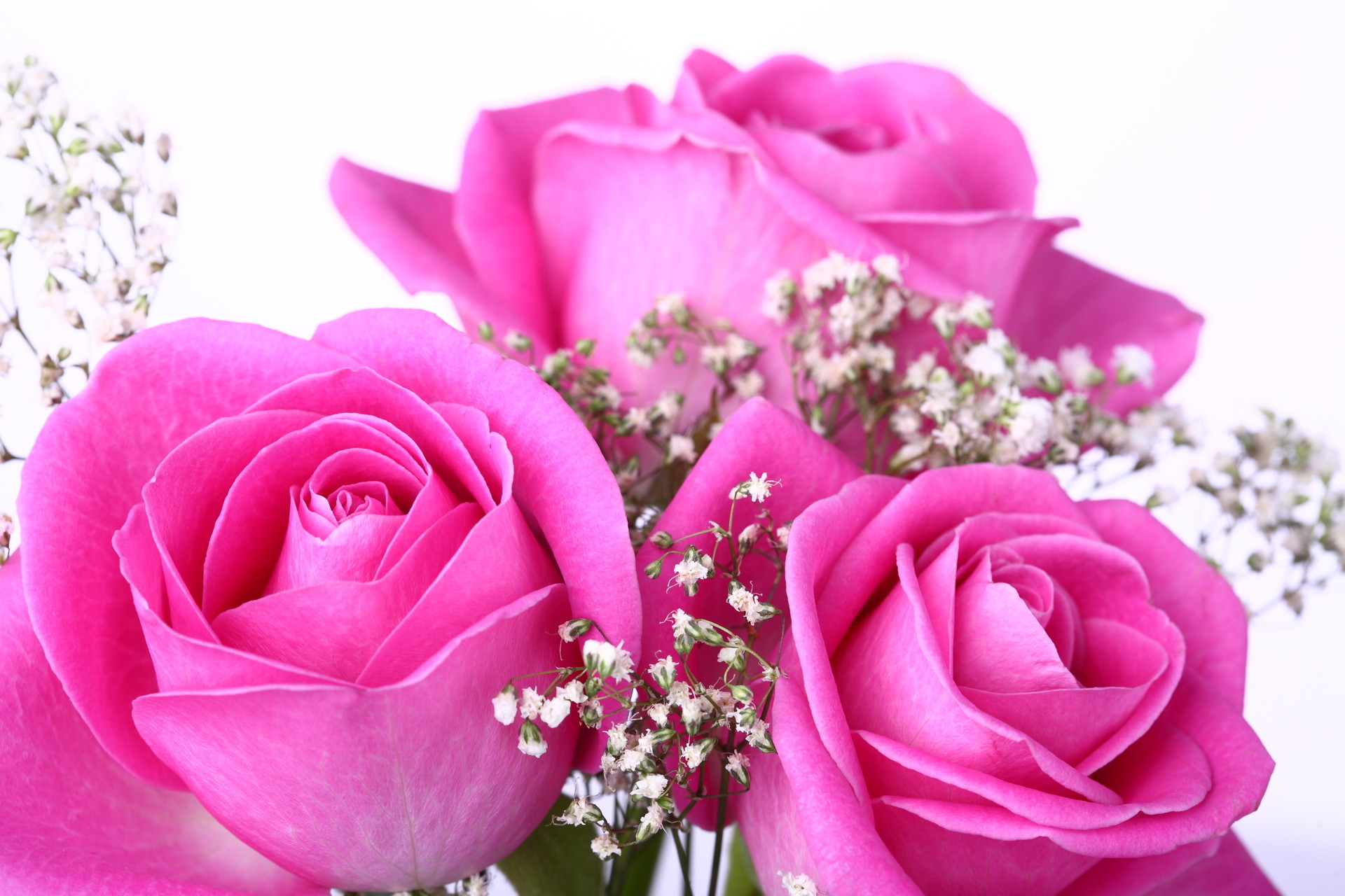 1920x1280 Pink Roses hd wallpapers