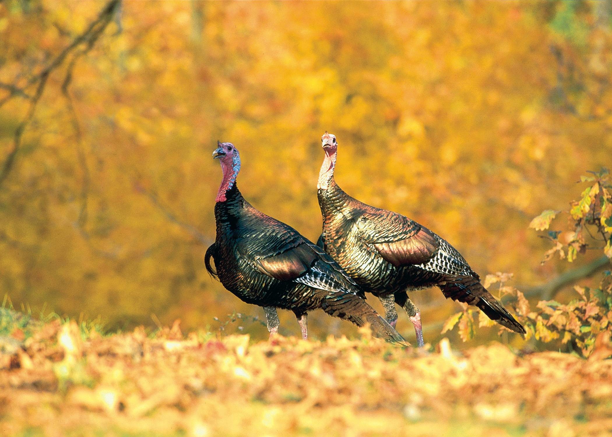 2100x1500 Turkey searching for food among the leaves. Photo by Maslowski/NWTF .
