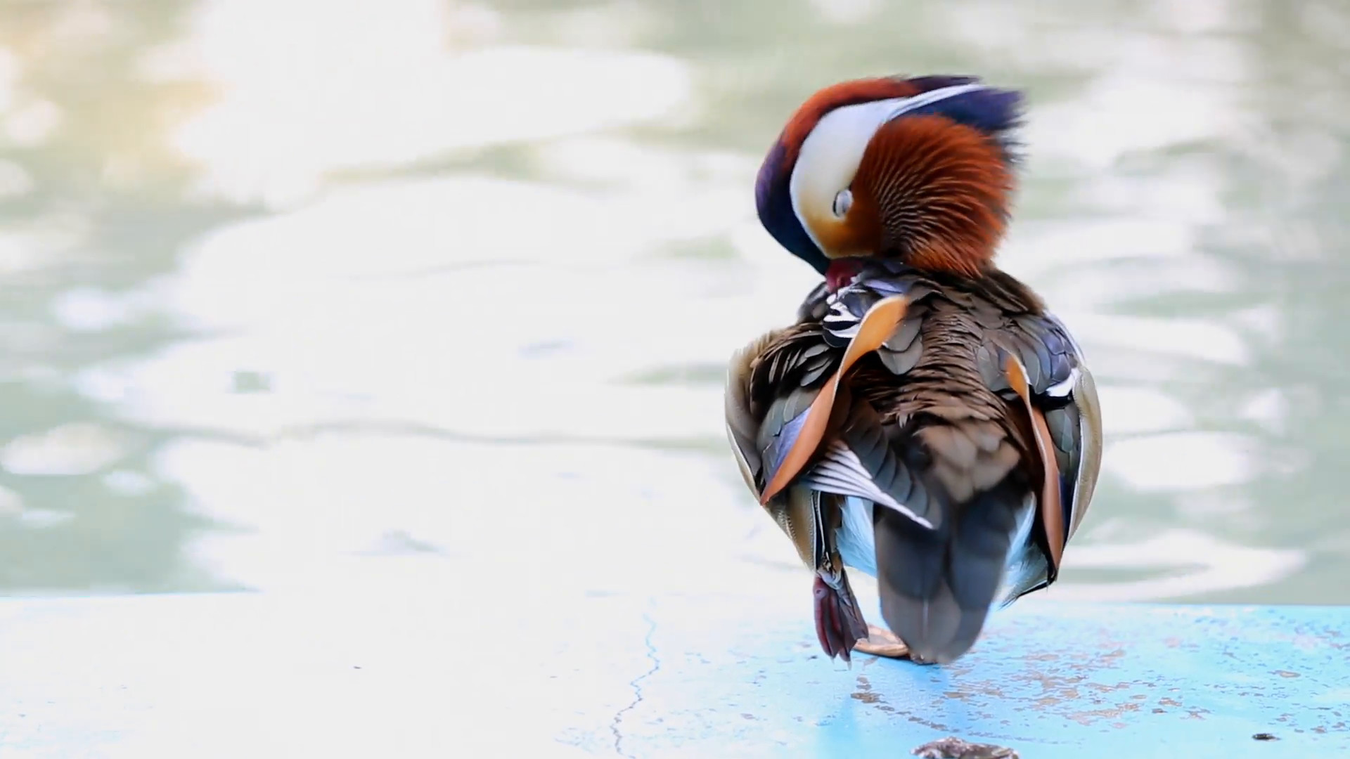 1920x1080 The wood duck is the most colorful North American waterfowl species of  perching duck found in North America. Stock Video Footage - VideoBlocks
