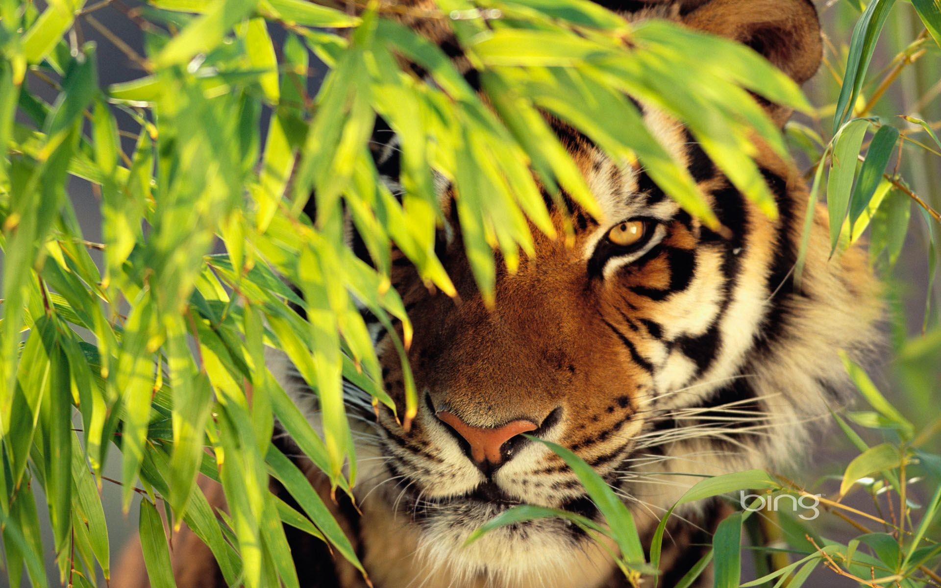 1920x1200 Tiger Images HD Photos | Live HD Wallpaper HQ Pictures .