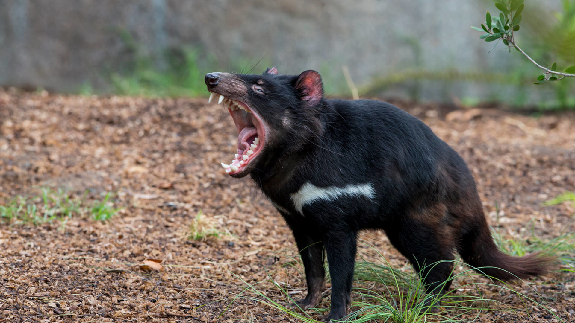 1920x1080 A Tasmanian devil opens its mouth wide to let out a growl