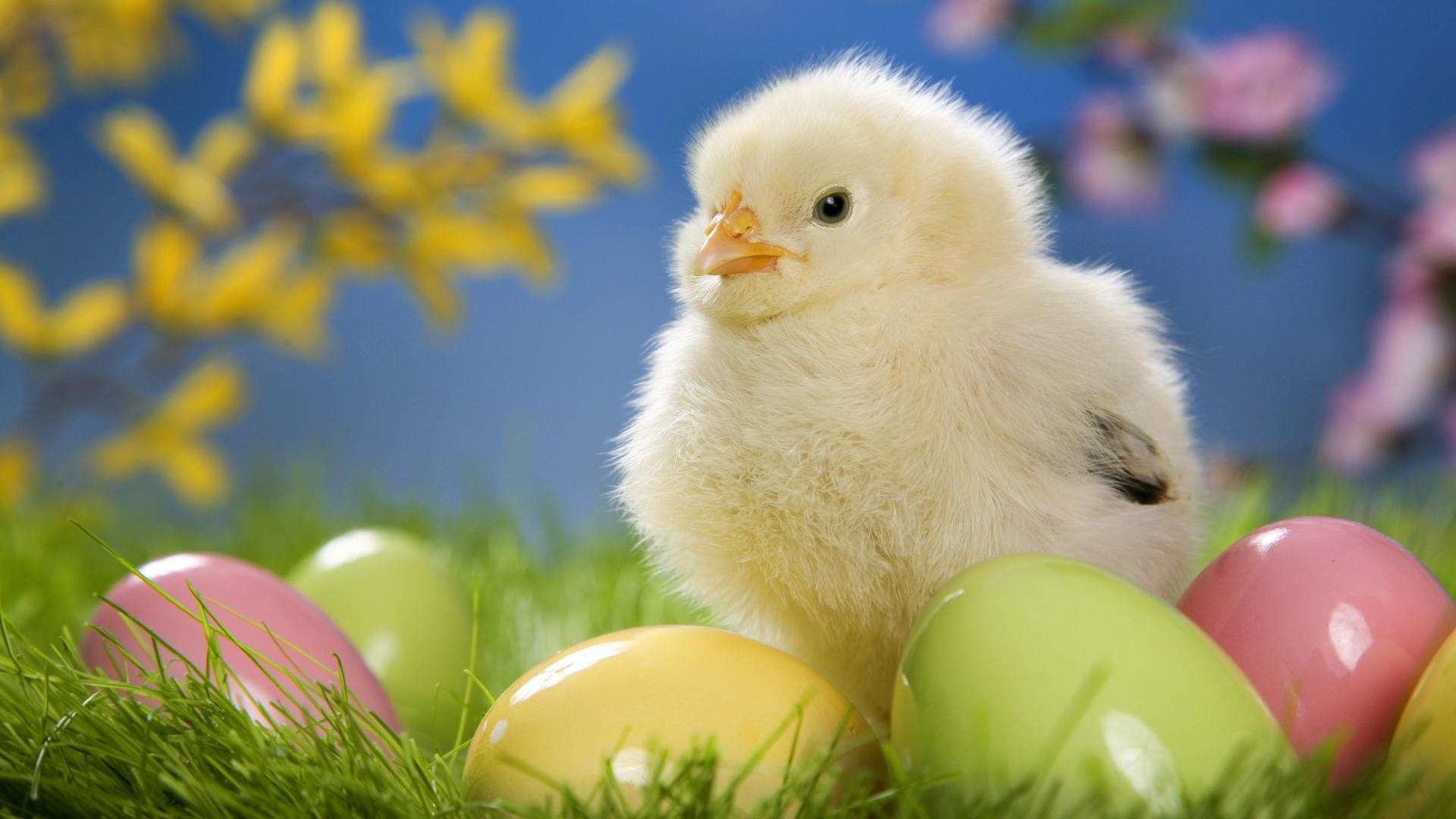1920x1080 Cute Easter Backgrounds
