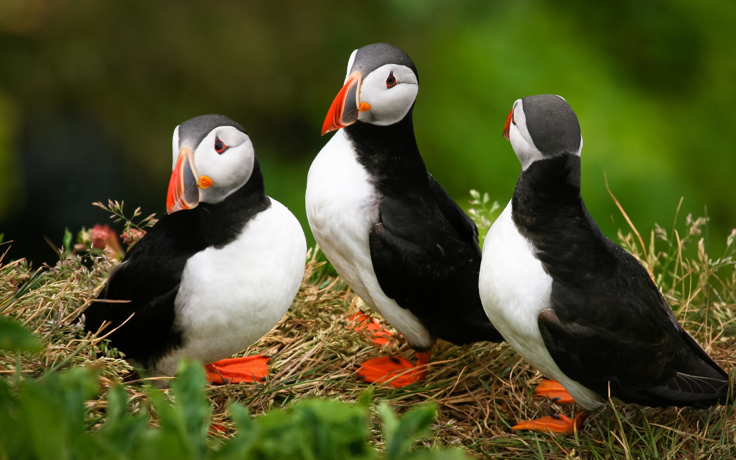2560x1600  Puffin Wallpapers Group with 54 items