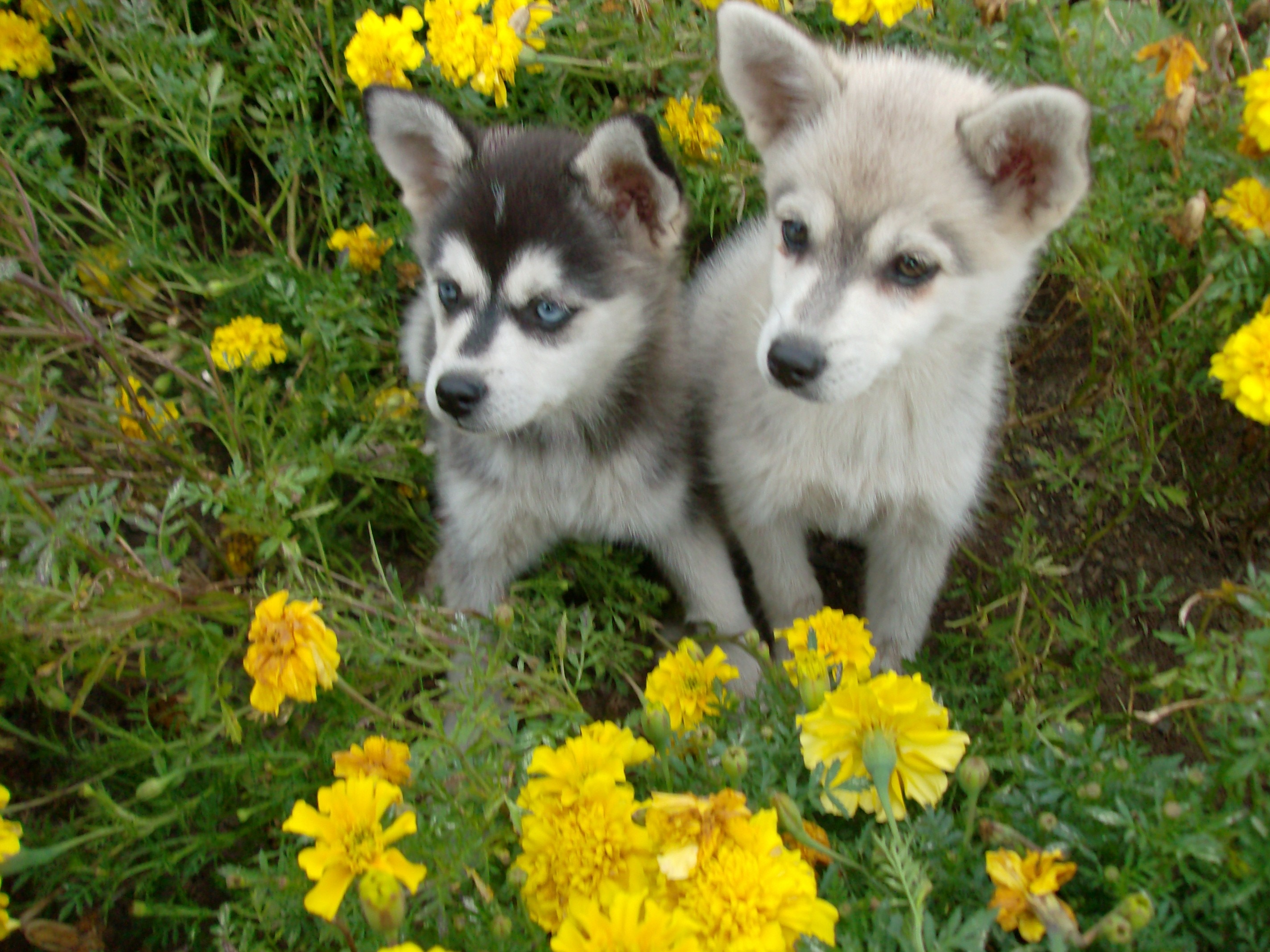 2848x2136 Two Alaskan Klee Kai dogs in flowers photo
