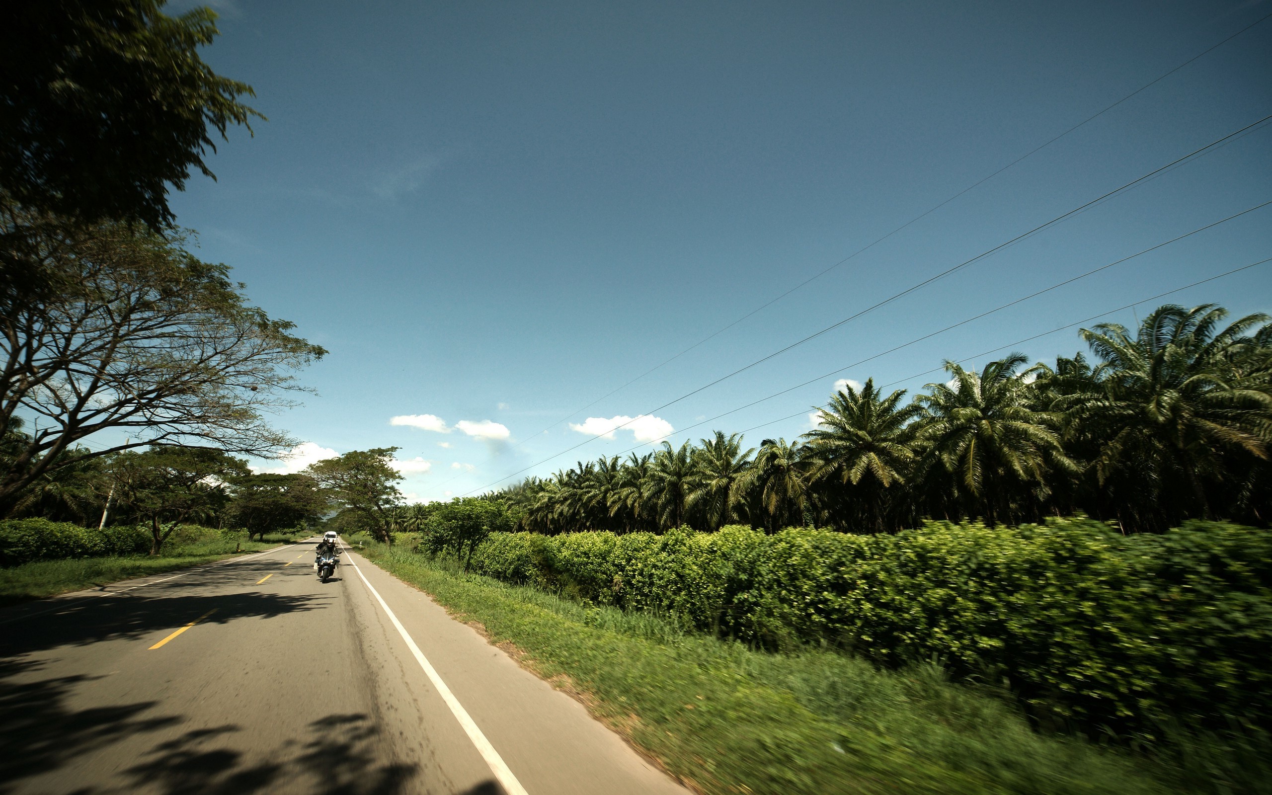 2560x1600 nature, Road, Palm Trees Wallpapers HD / Desktop and Mobile Backgrounds