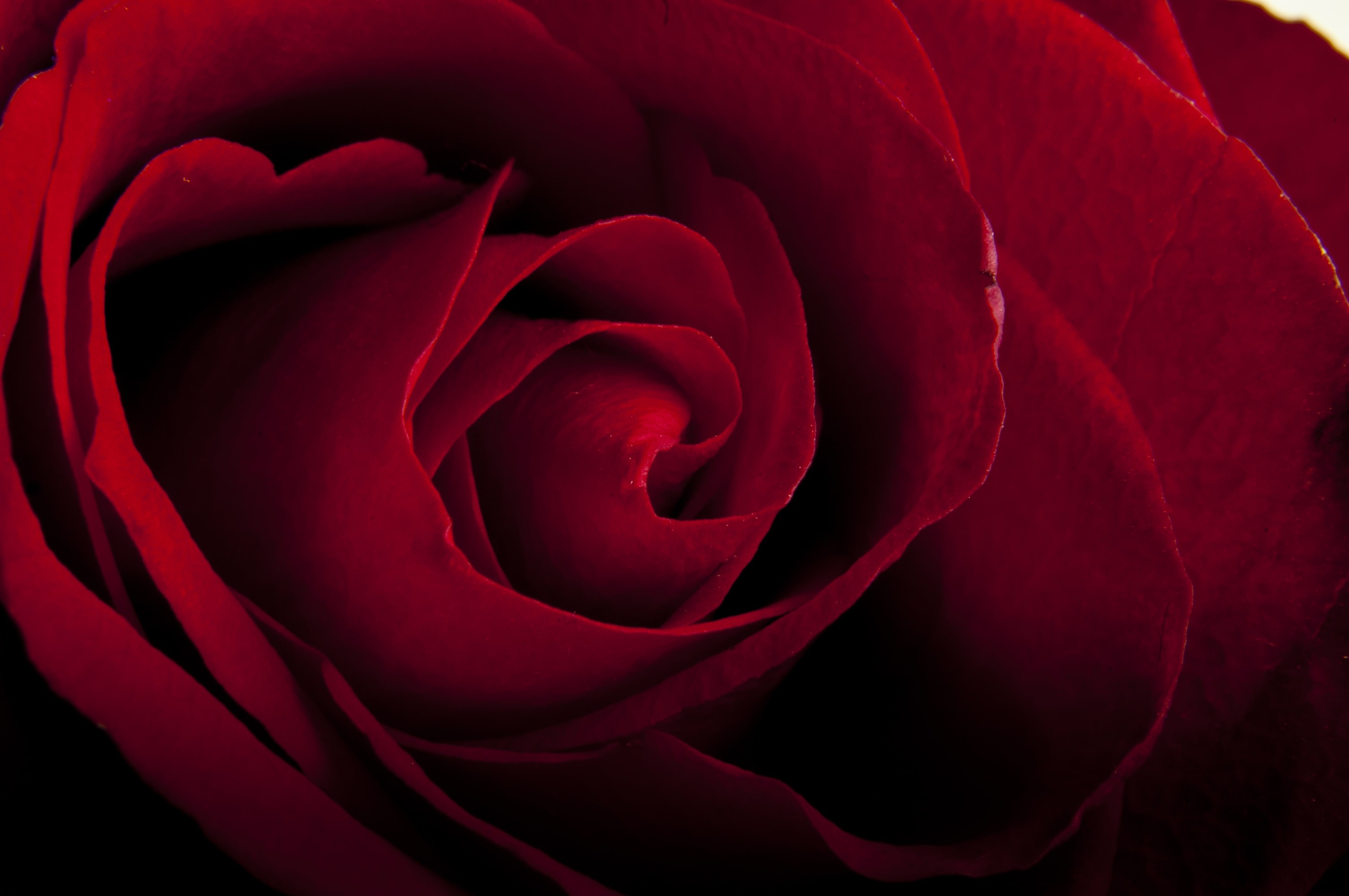 3008x2000 Red Rose Close Up