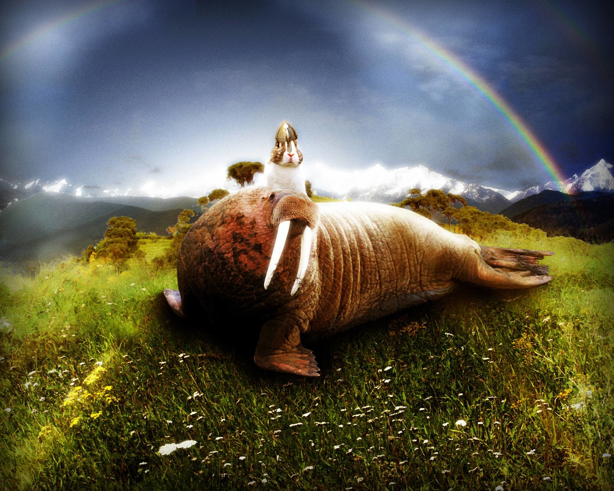 2000x1600 Rabbit on a walrus. [/r/wallpapers] ...