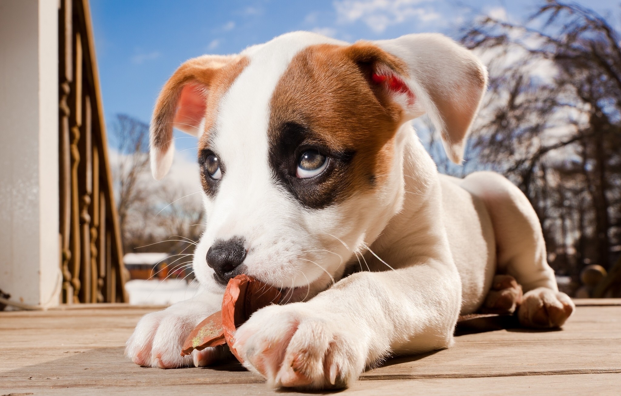 2048x1309 Dogs Puppy Glance Snout Animals baby dog eyes wallpaper |  |  110404 | WallpaperUP