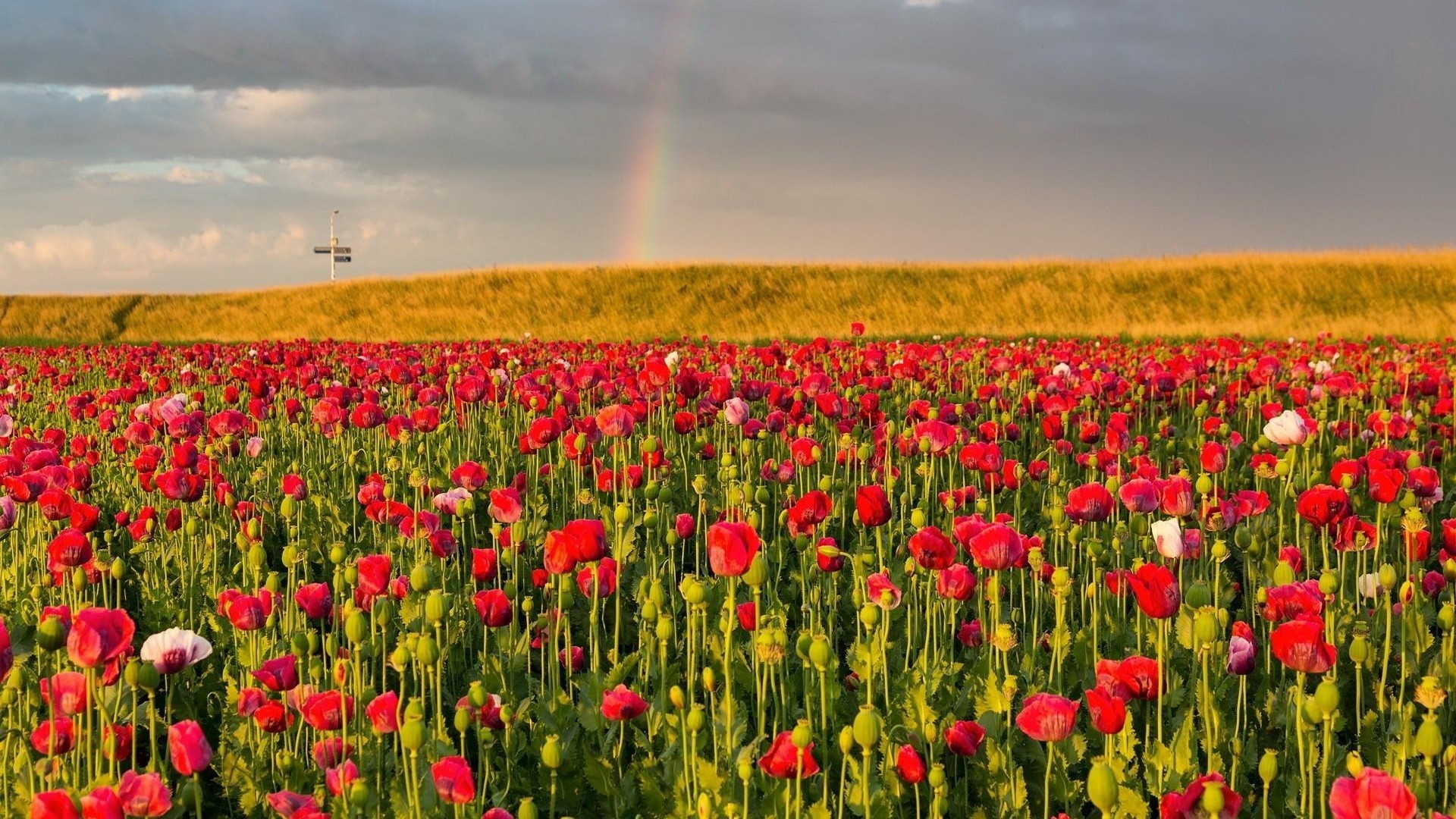 1920x1080  Wallpaper poppies, field, sky, rainbow, summer