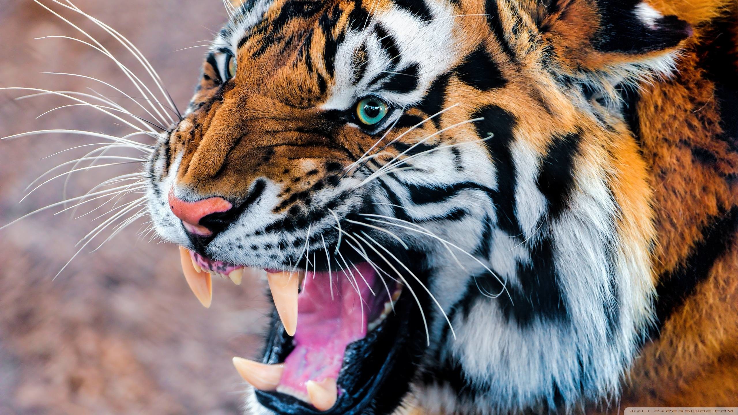 2560x1440 Wallpapers For > Angry Siberian Tiger Wallpaper