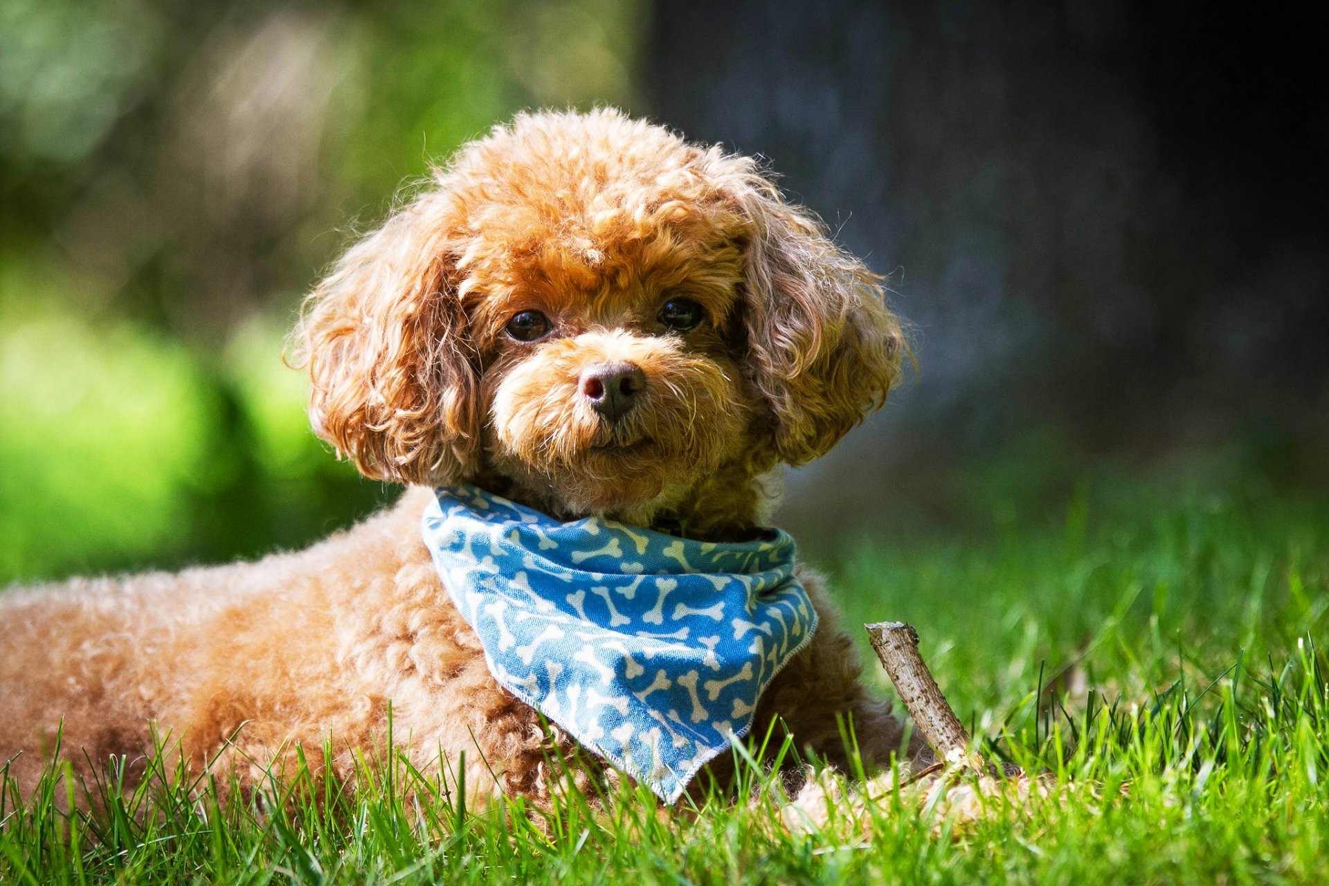 1920x1280 dog poodle snout view scarf grass summer