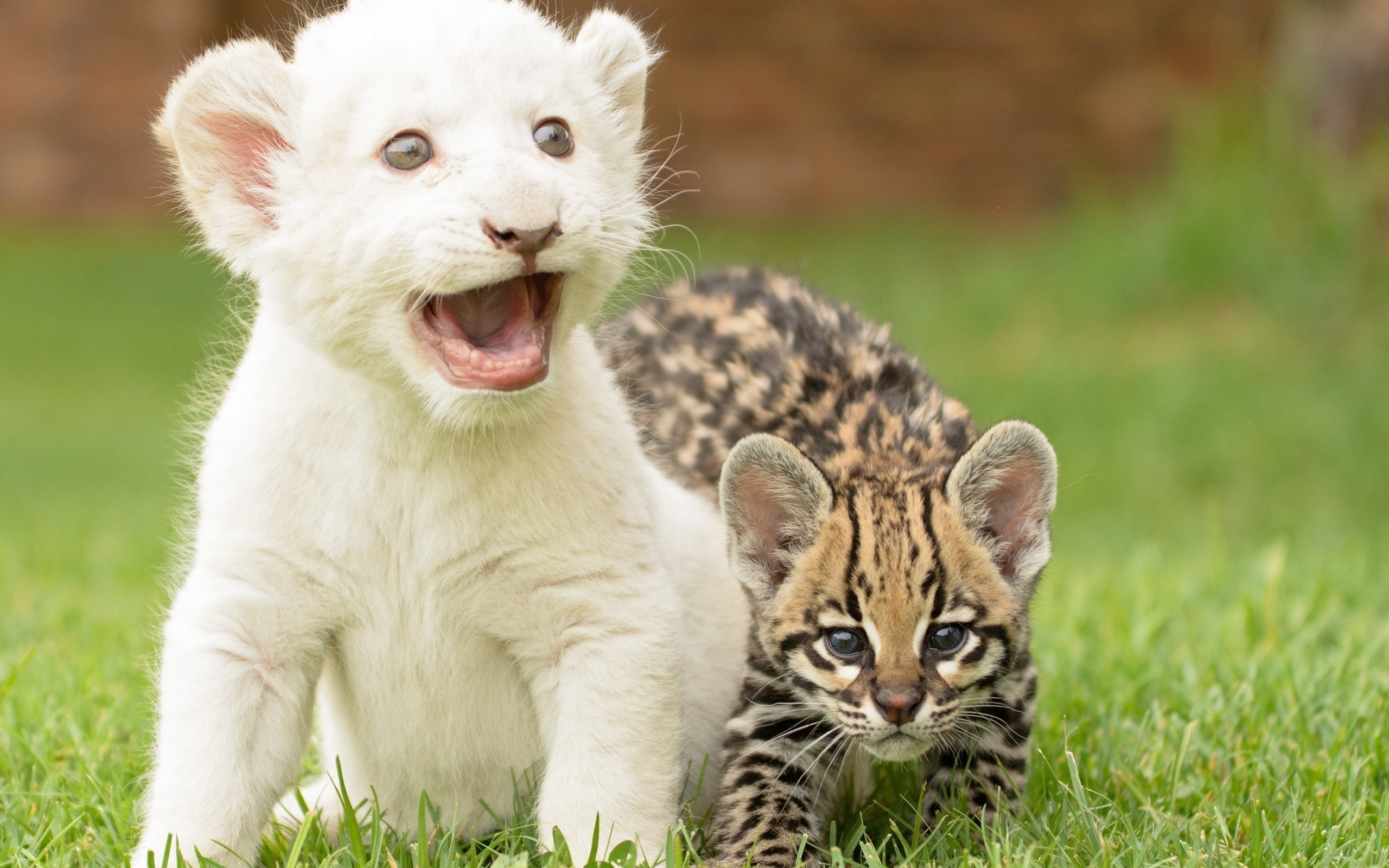 2560x1600 baby Animals, Grass, Ocelots, Lion Wallpapers HD / Desktop and Mobile  Backgrounds