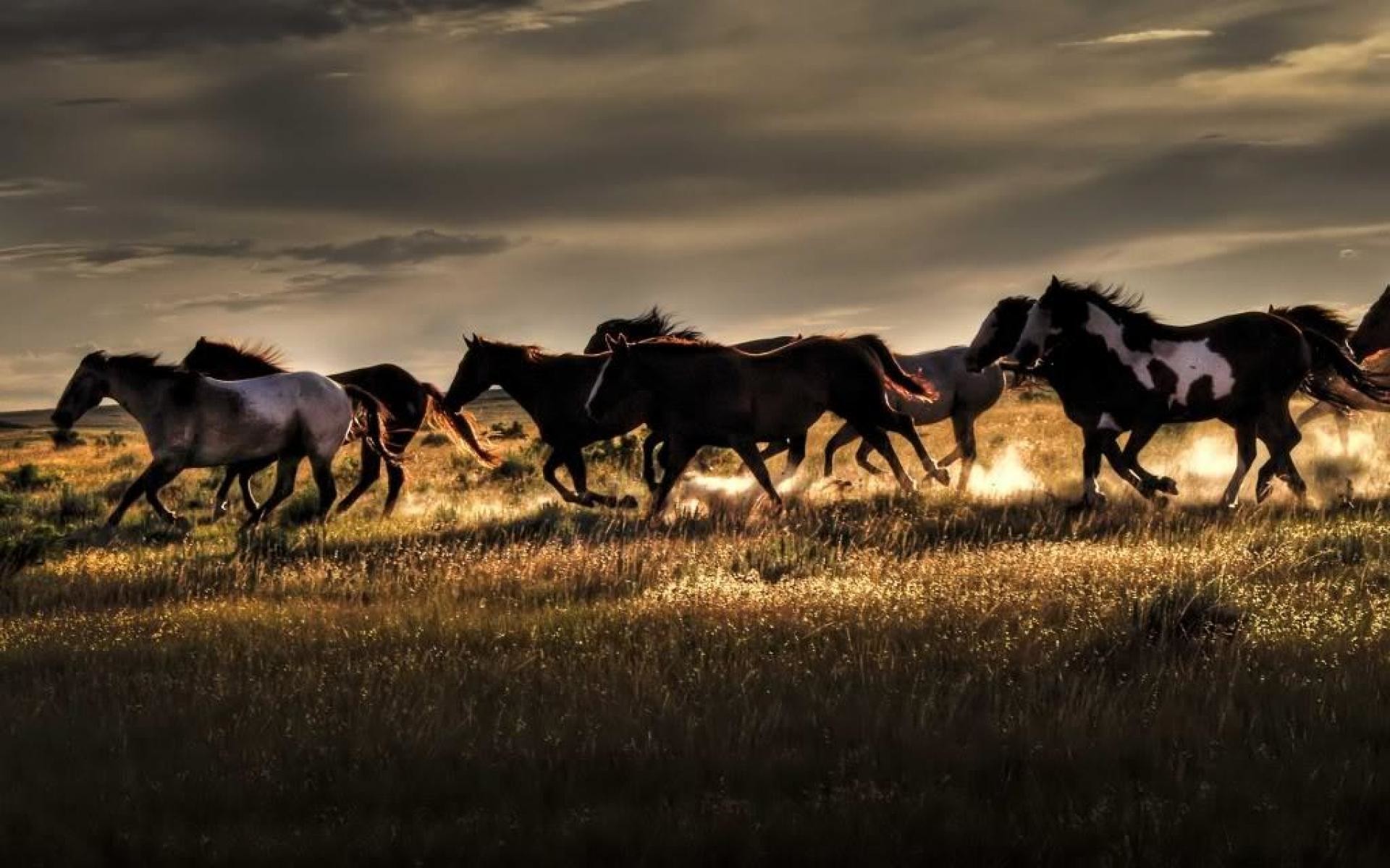 1920x1200 Wild Horses HD Wallpapers - THIS Wallpaper