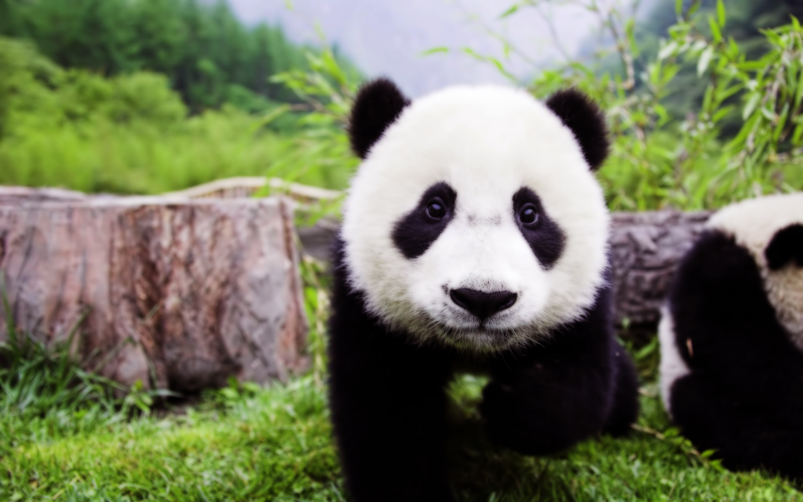 2560x1600 Baby panda wallpapers 1