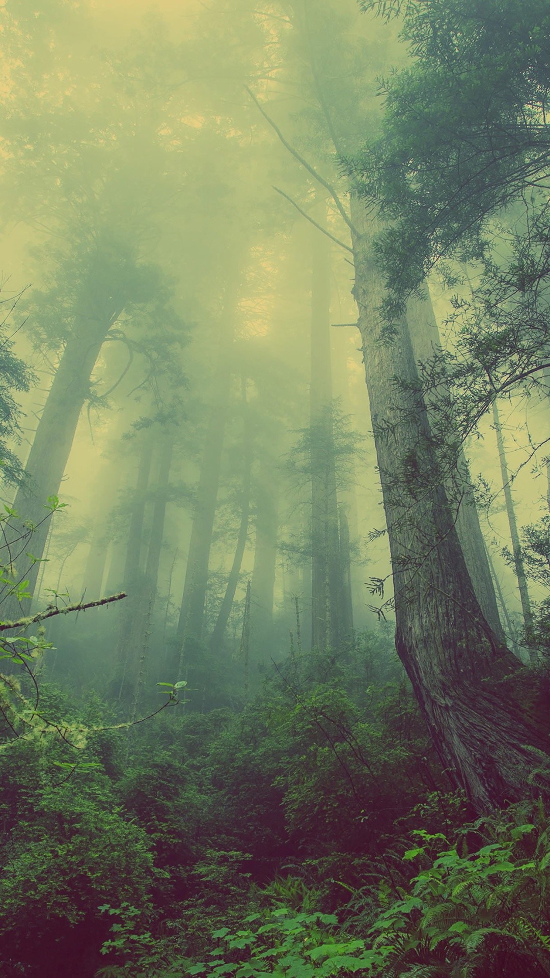 1080x1920 Green Forest Mist Fog iPhone 6+ HD Wallpaper / iPod Wallpaper HD .