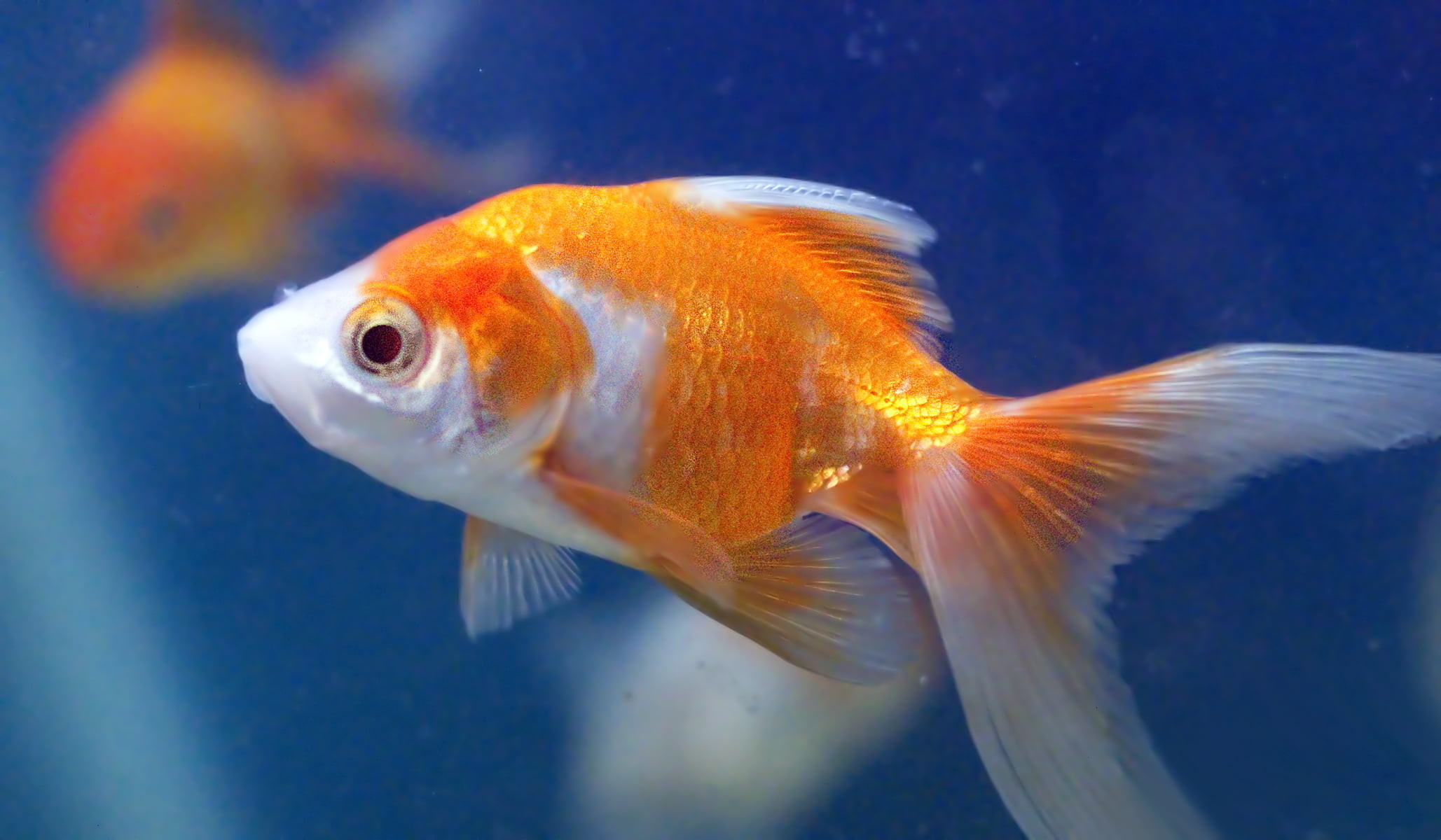 2057x1200 close up photo of orange and white gold fish, goldfish aquarium