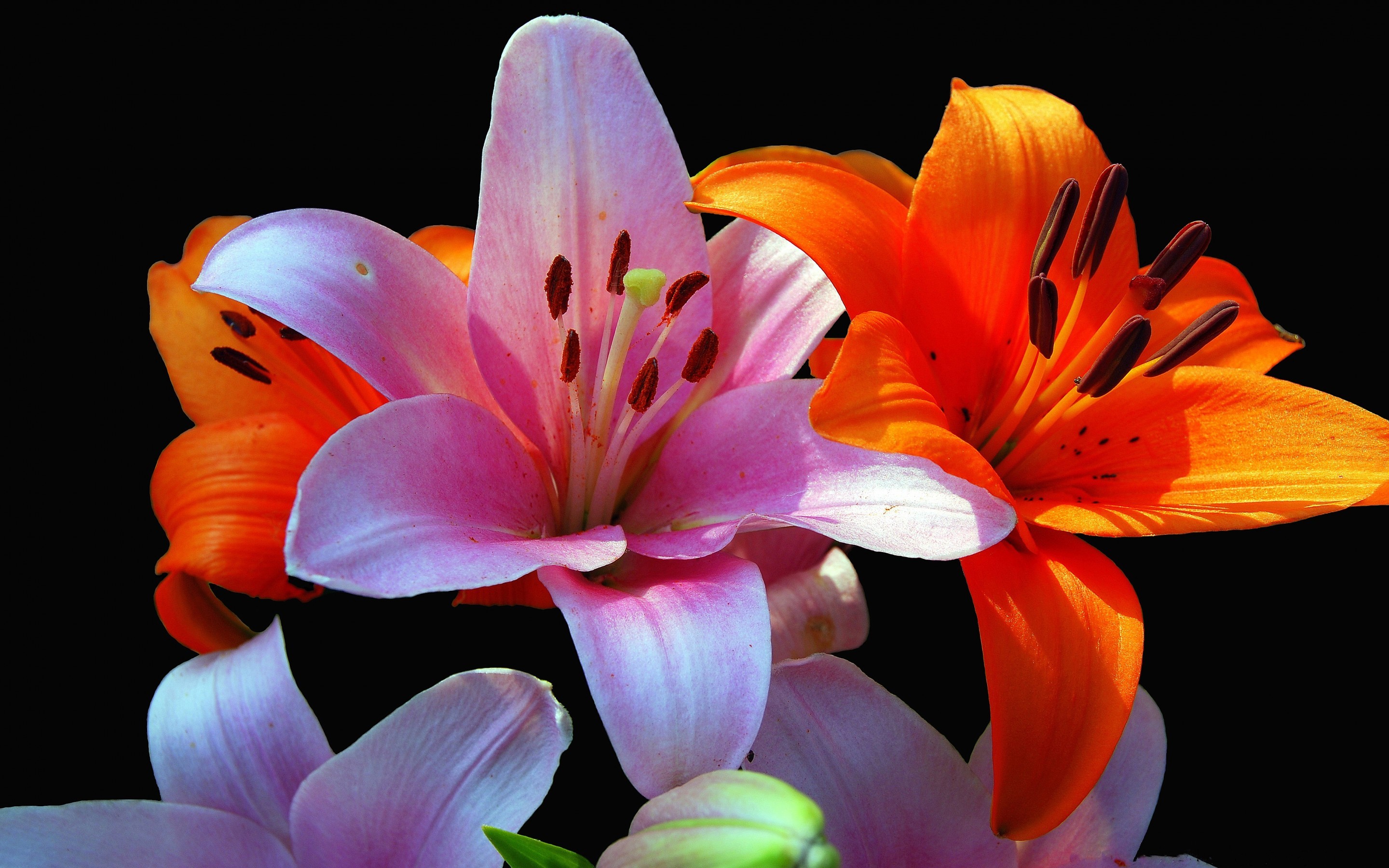 2880x1800 Tags: Lily flowers ...