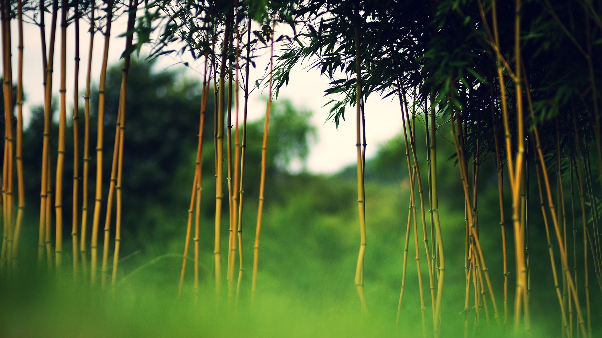 1920x1080 HD Bamboo Tree Nature Top Hd Wallpaper For Desktop Background Free