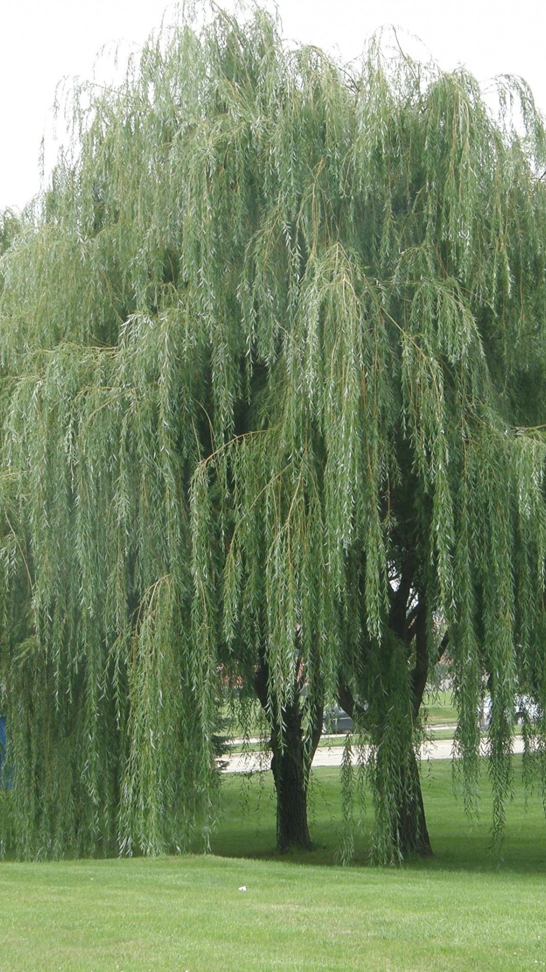 1080x1920 Weeping Willow Tree Wallpaper