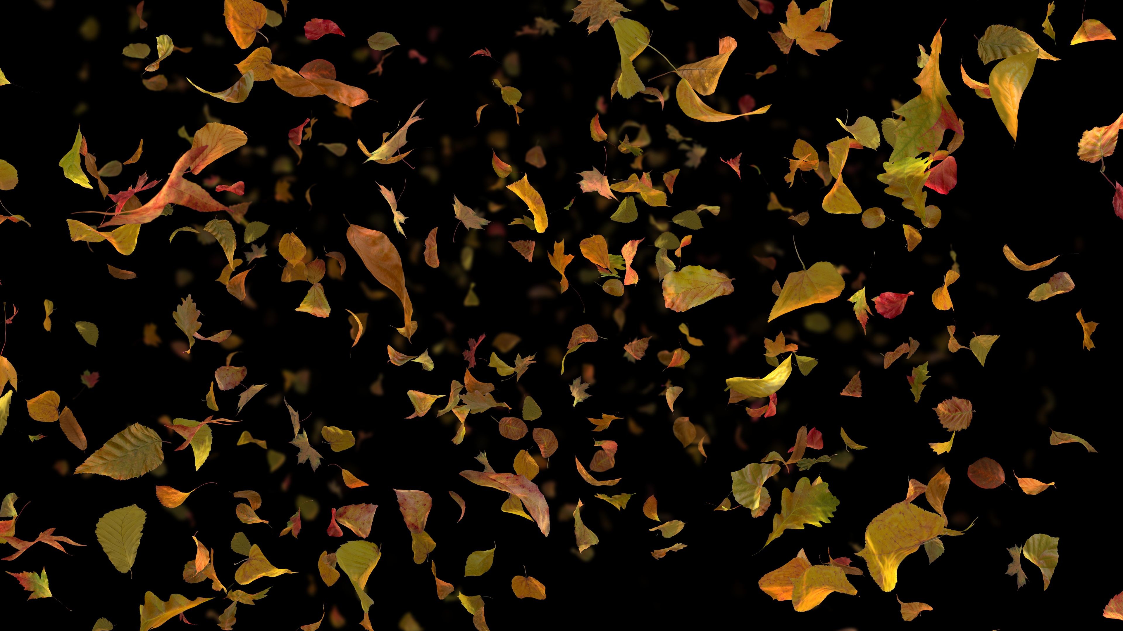 3840x2160 'Autumn Fall Leaves Frontal - Black BG' - Realistic Fallling Foliage Motion  Background Loop