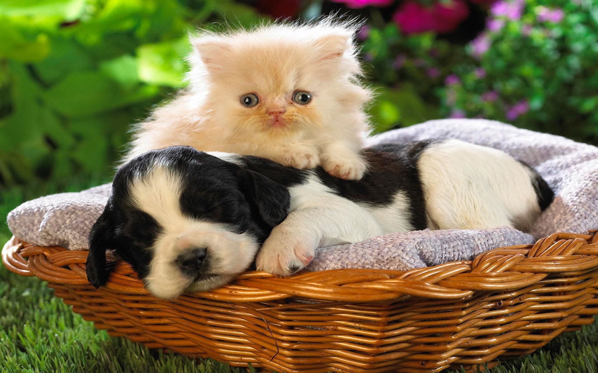 1920x1200 ... animal cat with dog wallpaper free; funny ...