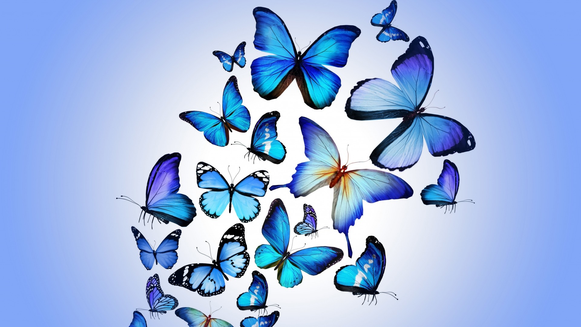 1920x1080 Blue Butterfly #1662235