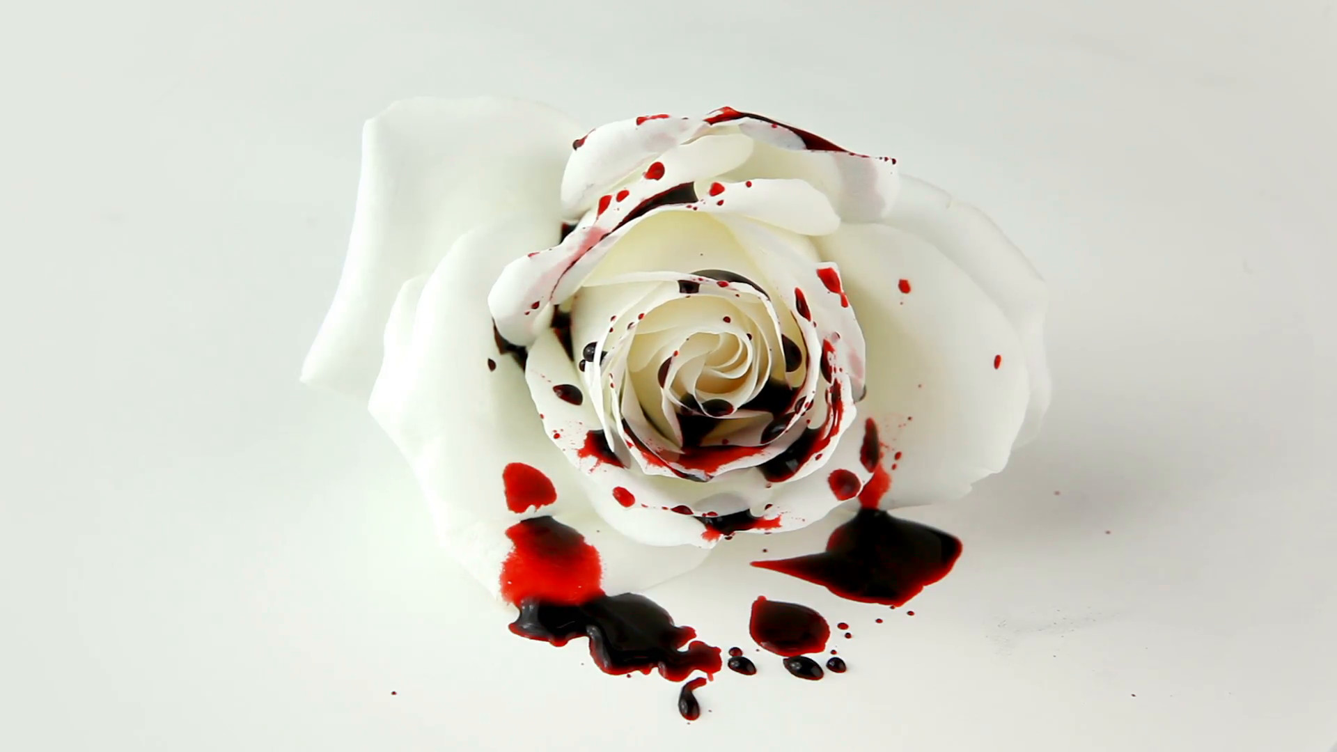 1920x1080 Isolated Dripping Blood on White Rose Stock Video Footage - VideoBlocks