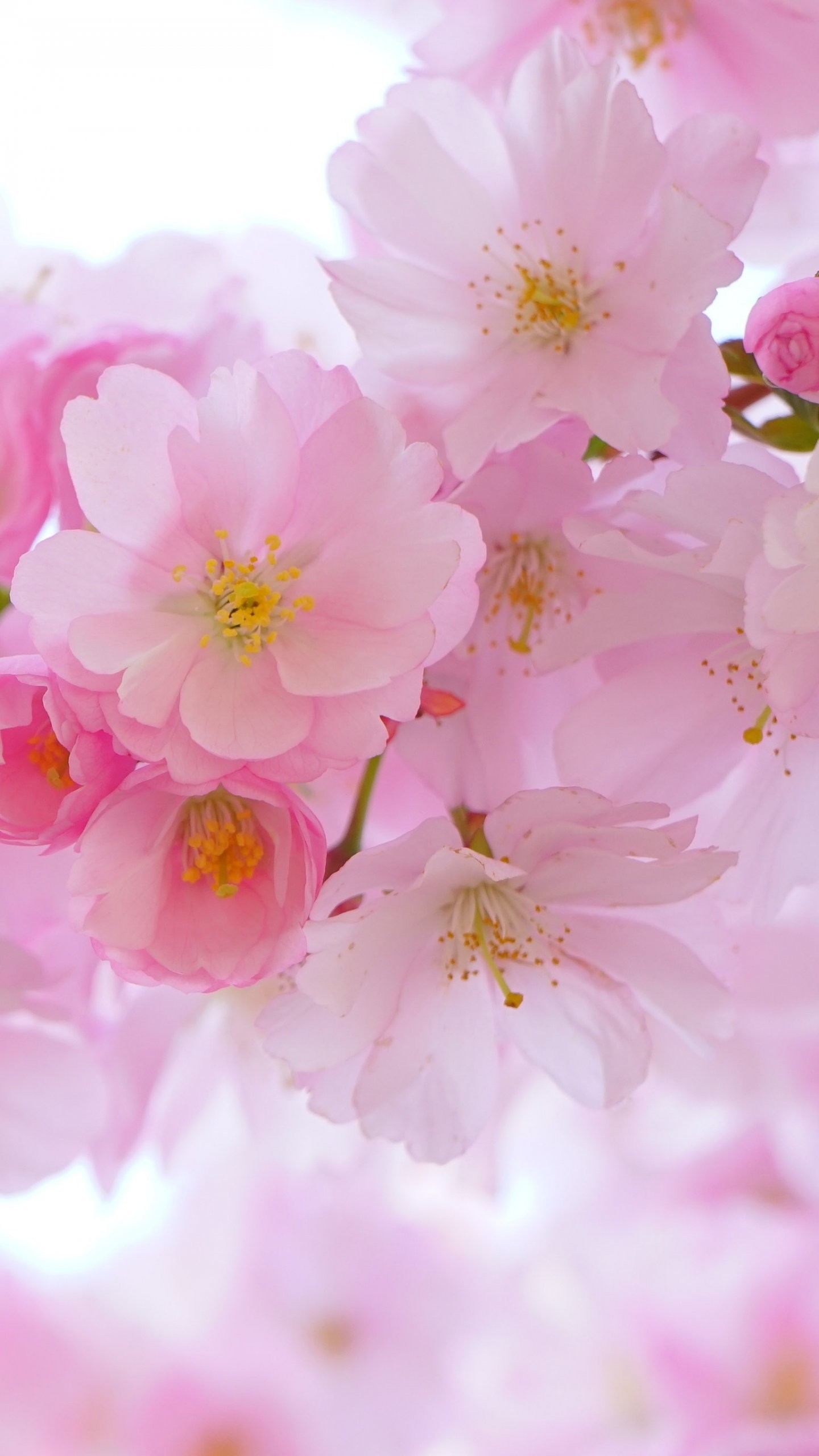 1440x2560 Cherry Blossom