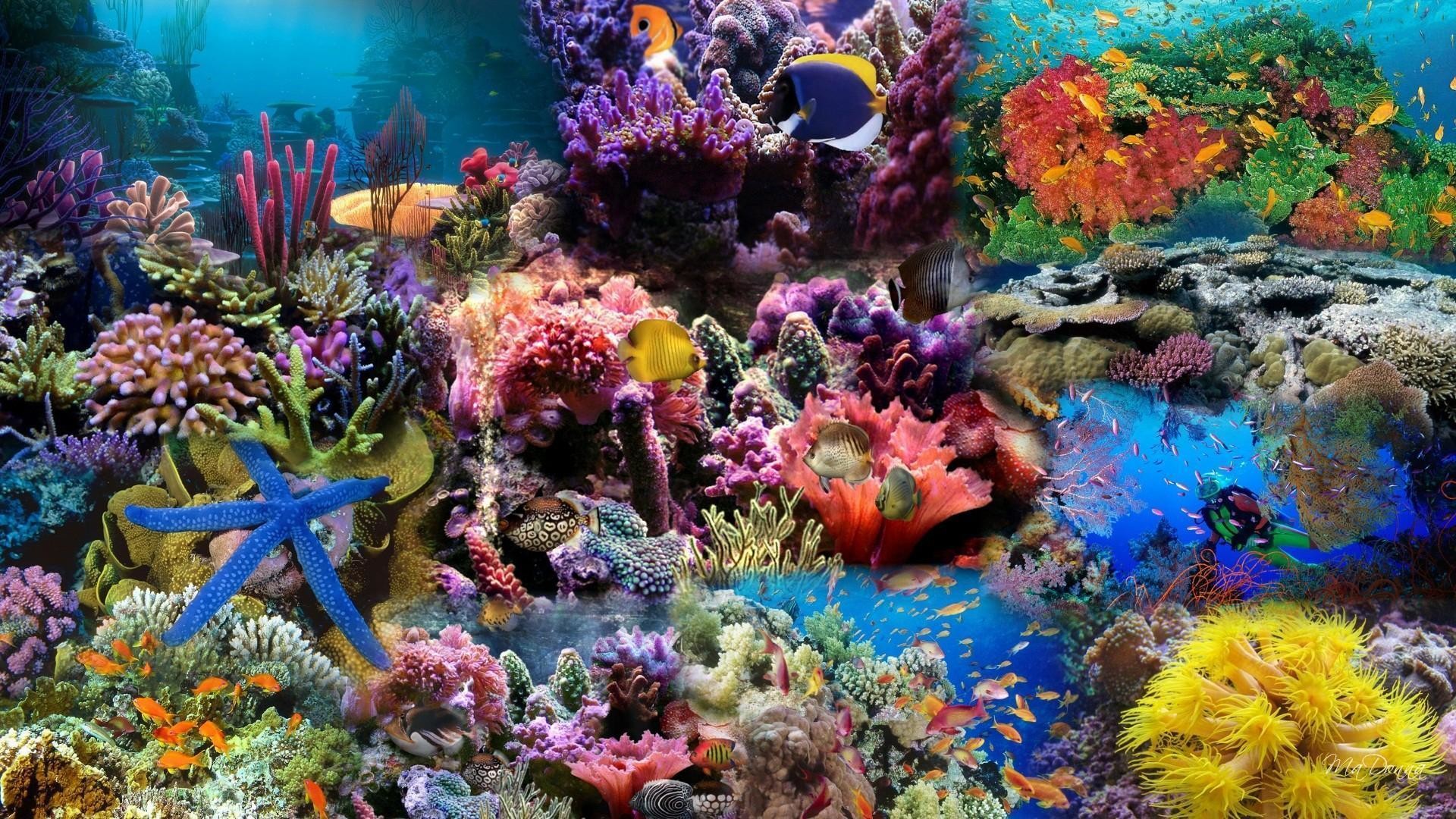 1920x1080 Wallpapers For > Coral Reef Wallpaper 