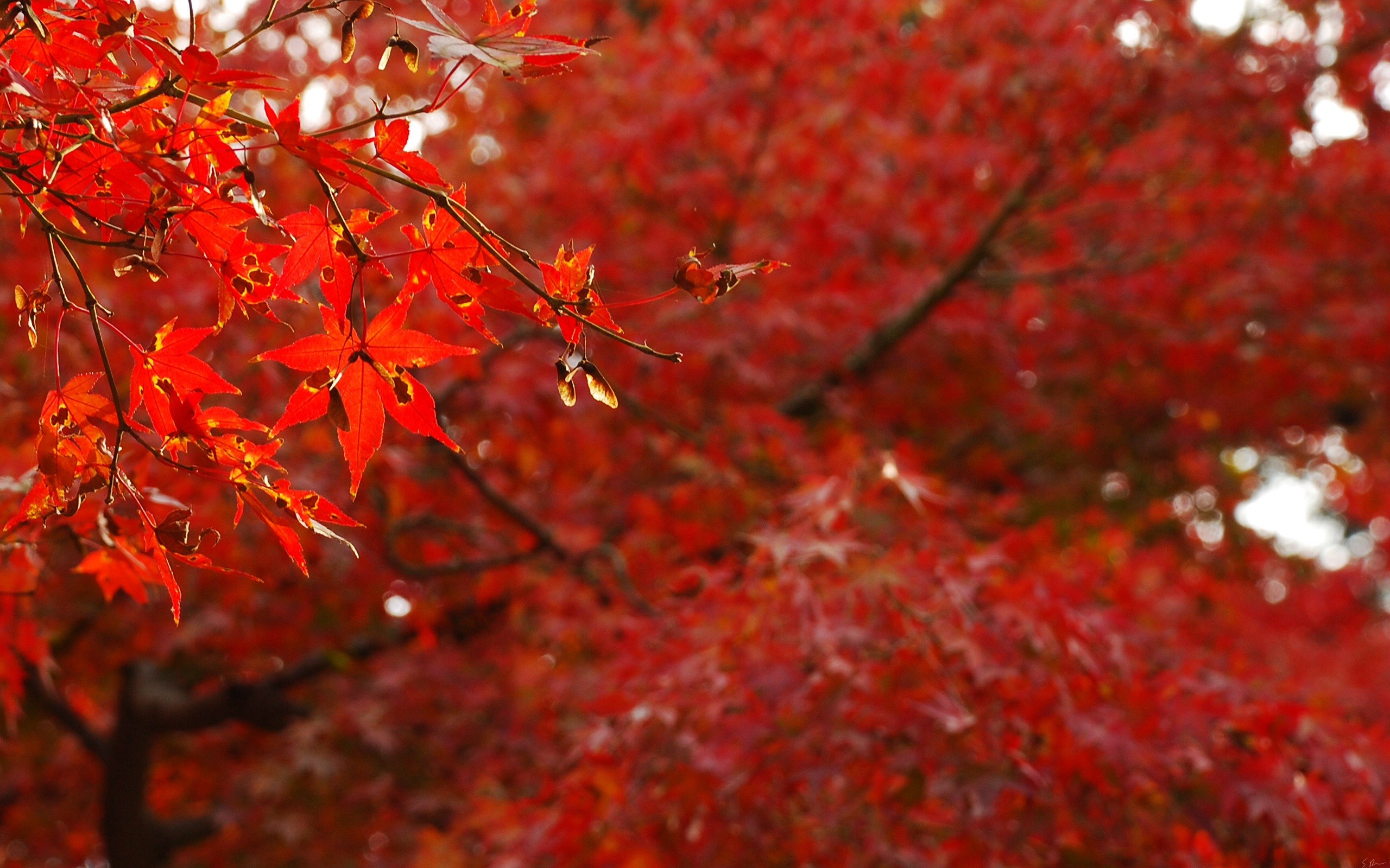 2560x1600 Red Leaves wallpapers and stock photos